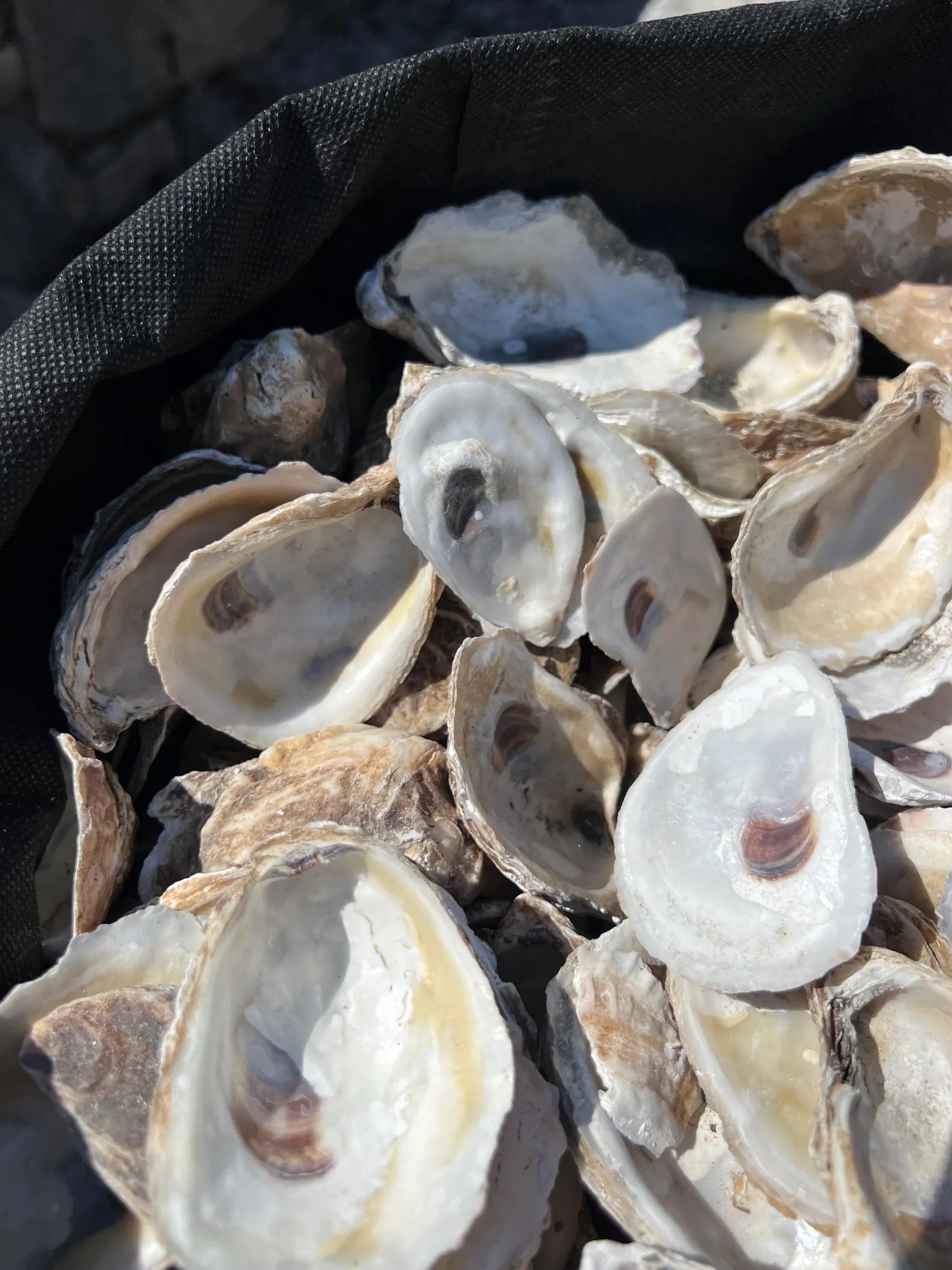 DRILLED OYSTER SHELLS. Christmas craft activity. Wedding craft. Shell ornament.