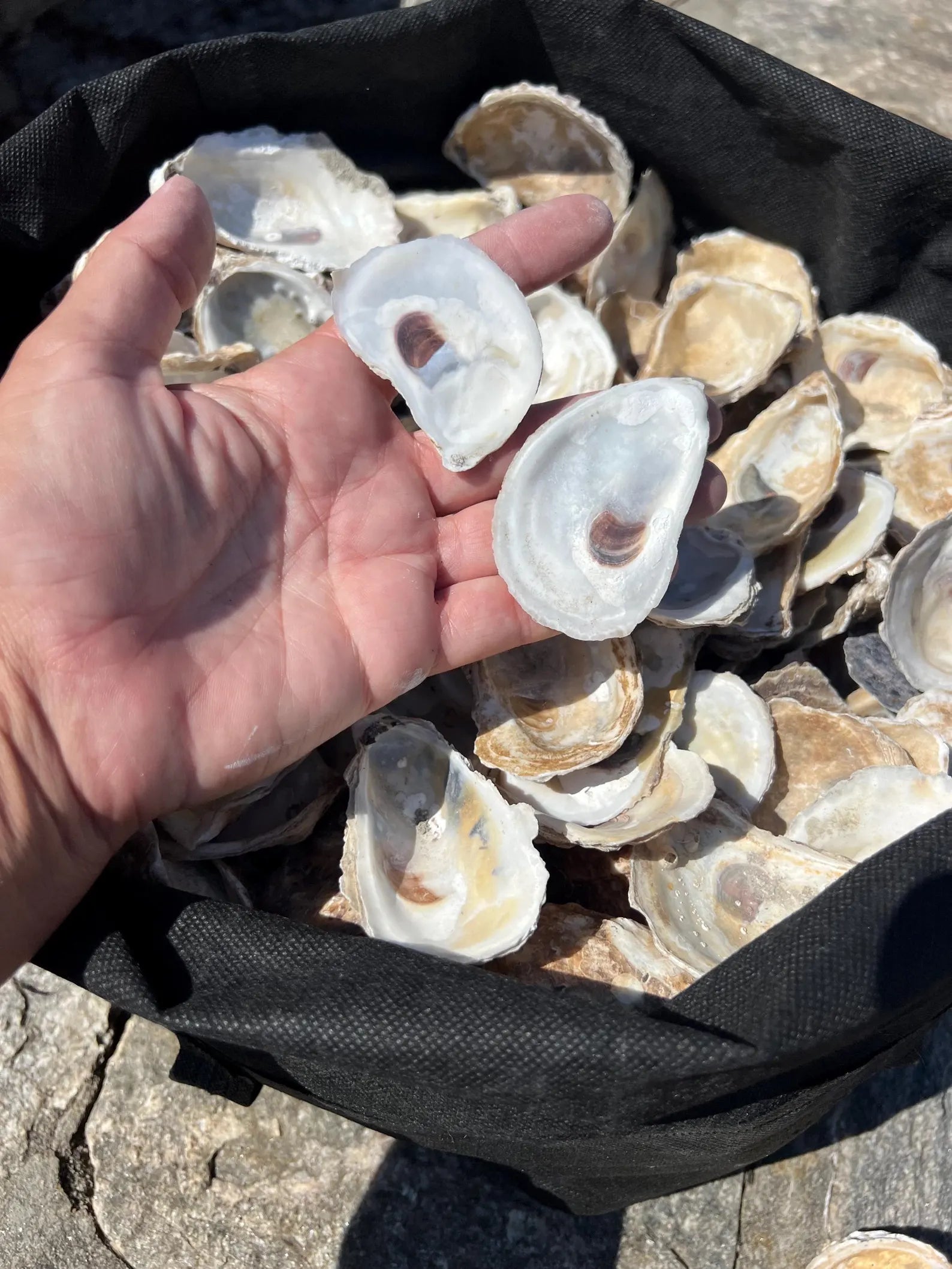 DRILLED OYSTER SHELLS. Christmas craft activity. Wedding craft. Shell ornament.