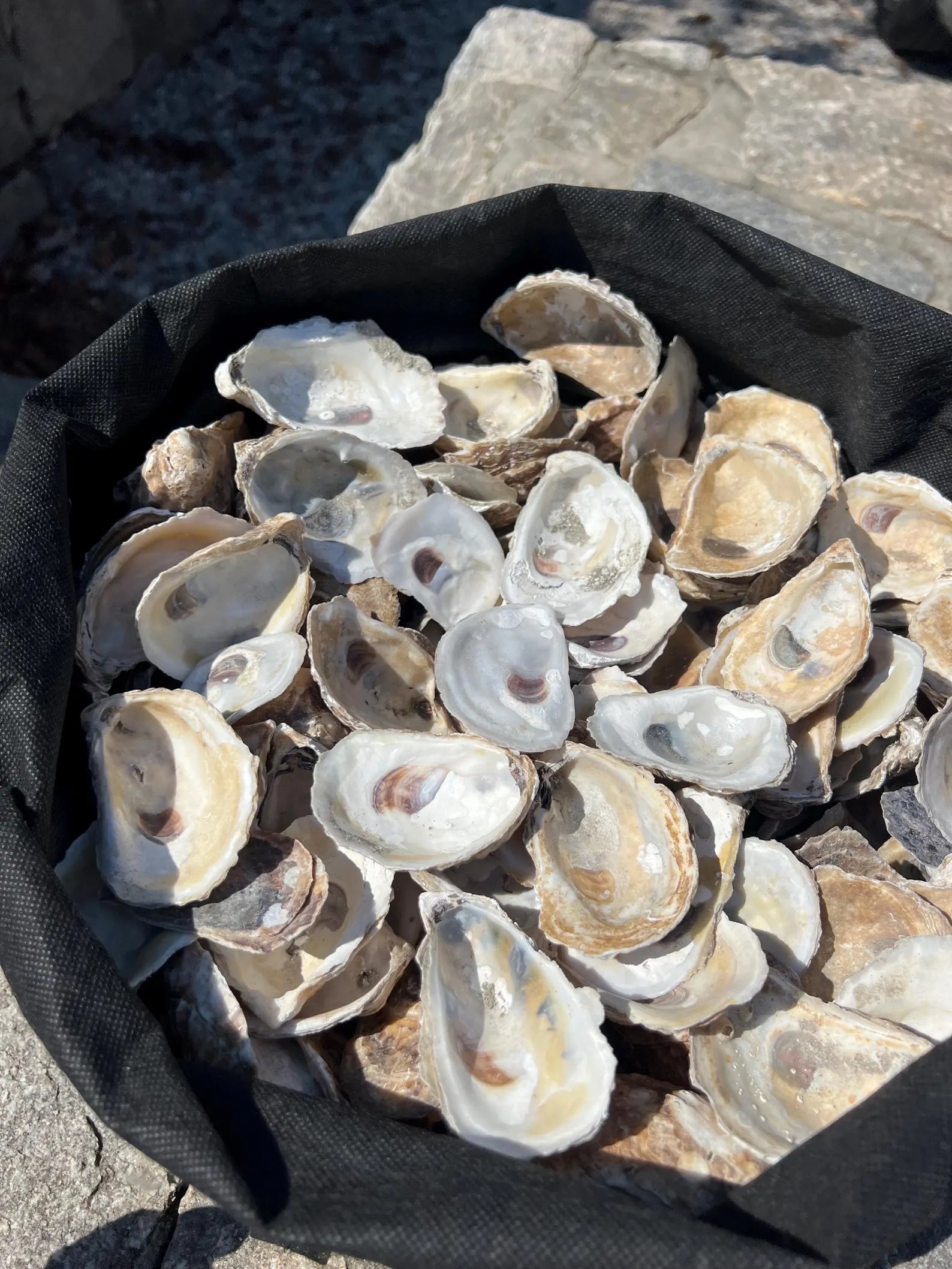 DRILLED OYSTER SHELLS. Christmas craft activity. Wedding craft. Shell ornament.