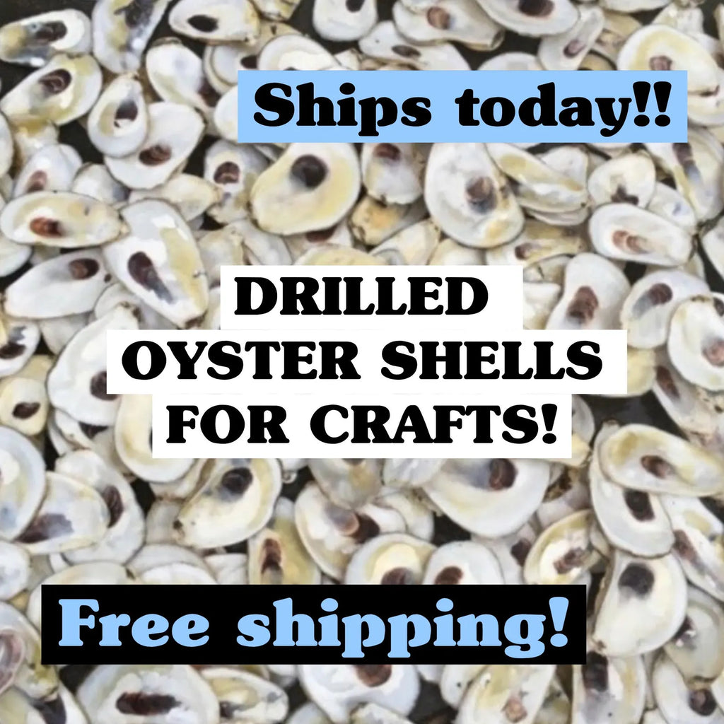 DRILLED OYSTER SHELLS. Christmas craft activity. Wedding craft. Shell ornament.
