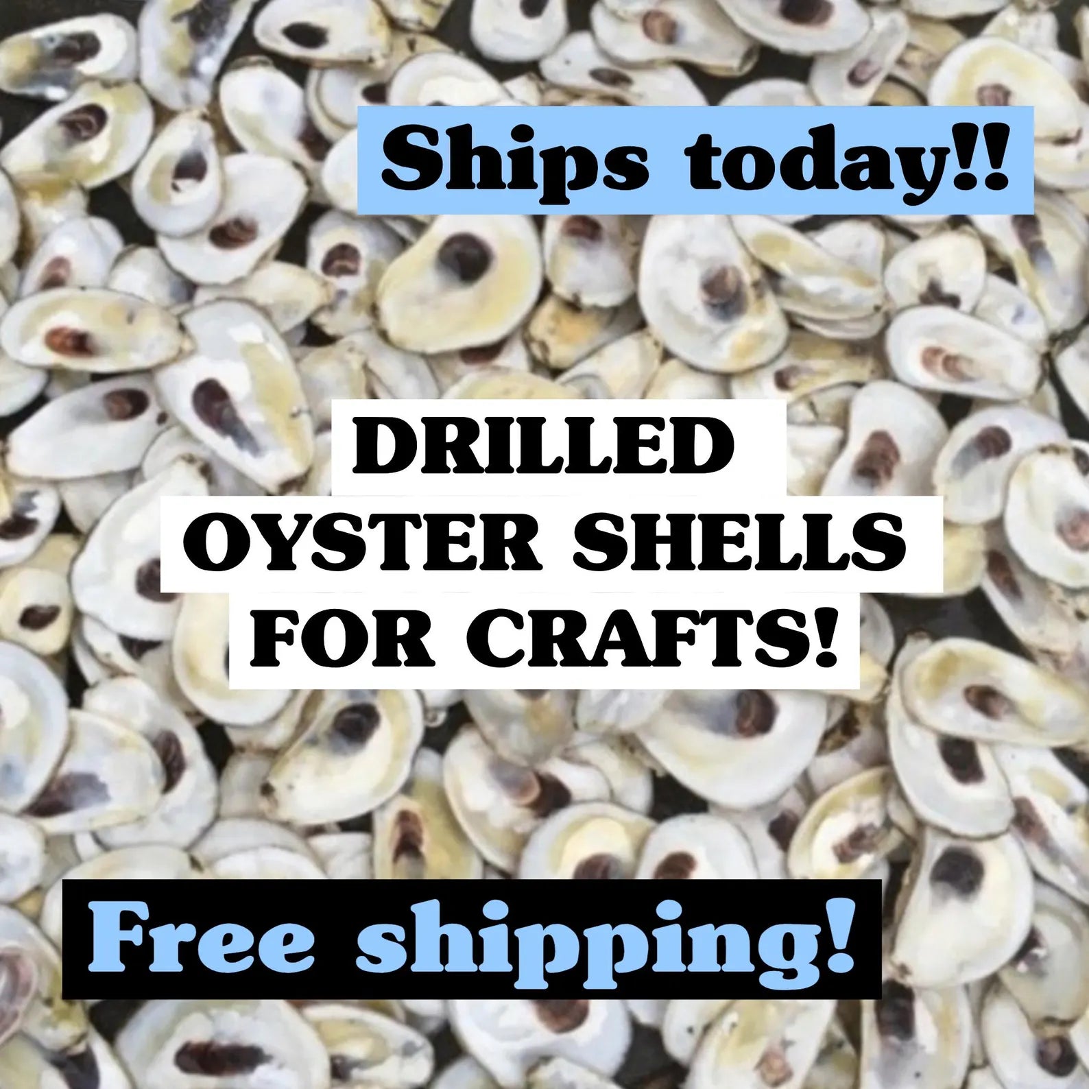 DRILLED OYSTER SHELLS. Christmas craft activity. Wedding craft. Shell ornament.