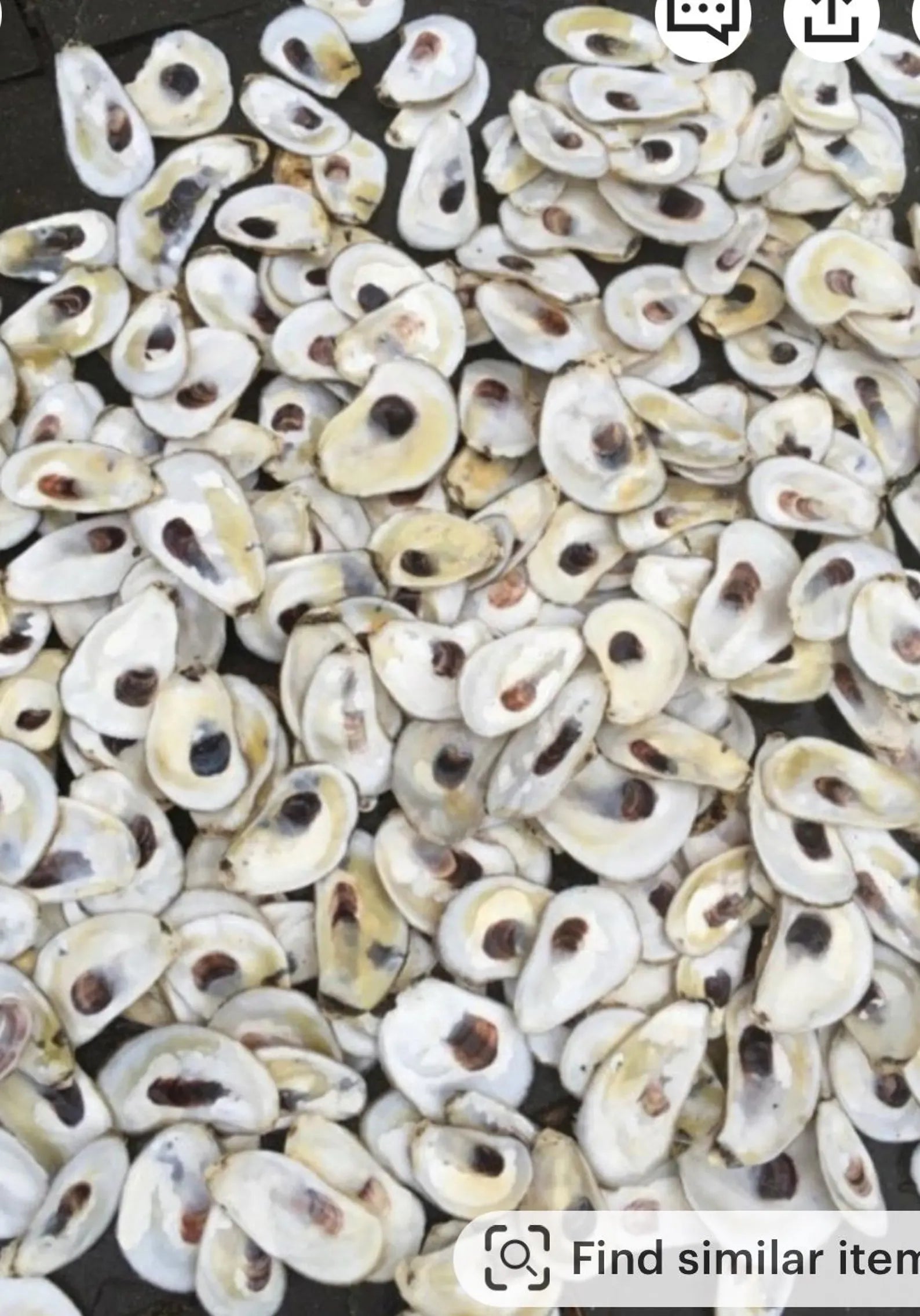 OYSTER SHELLS for Crafts. Shell ornament DIY.