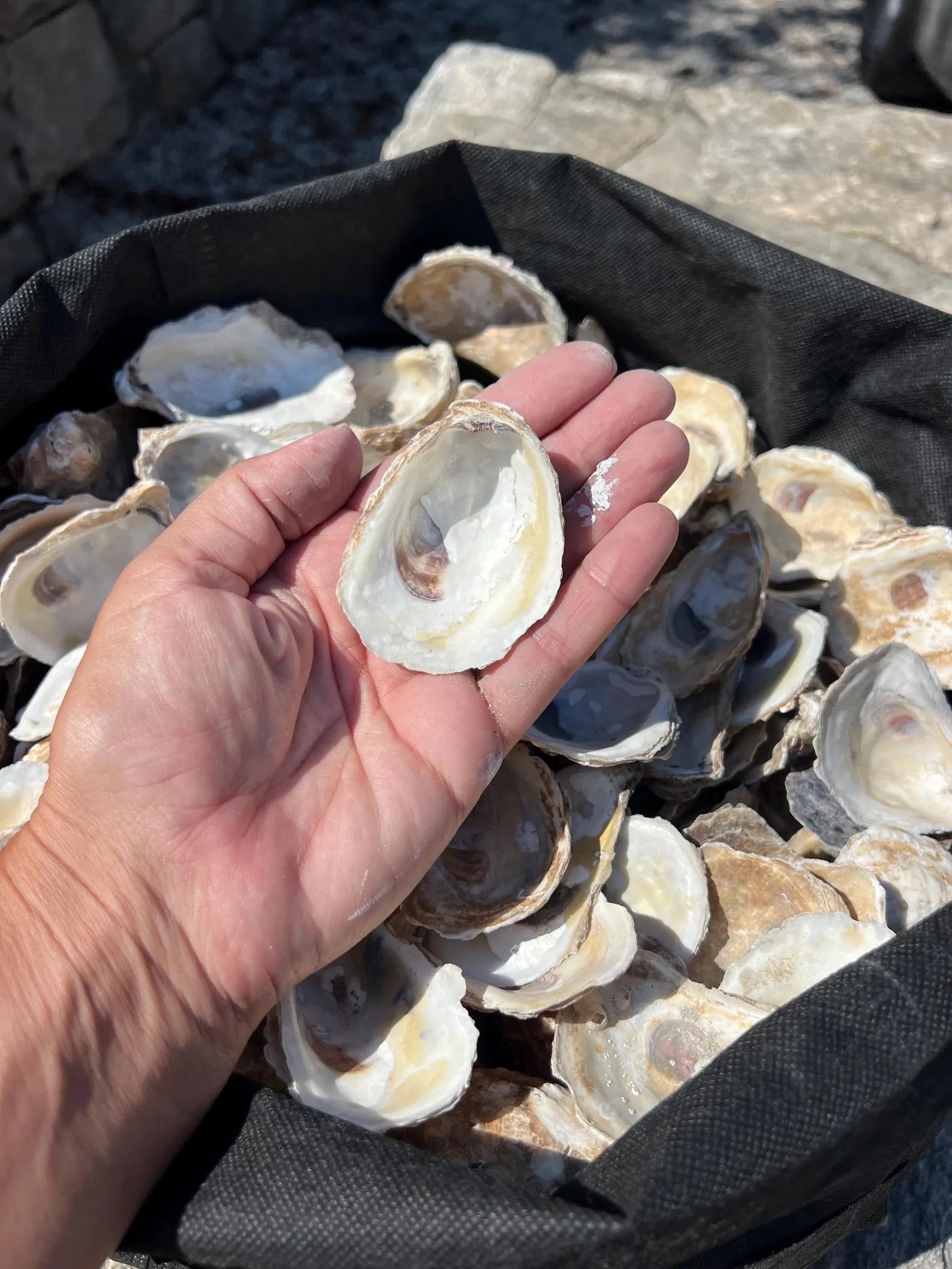 OYSTER SHELLS for Crafts. Shell ornament DIY.