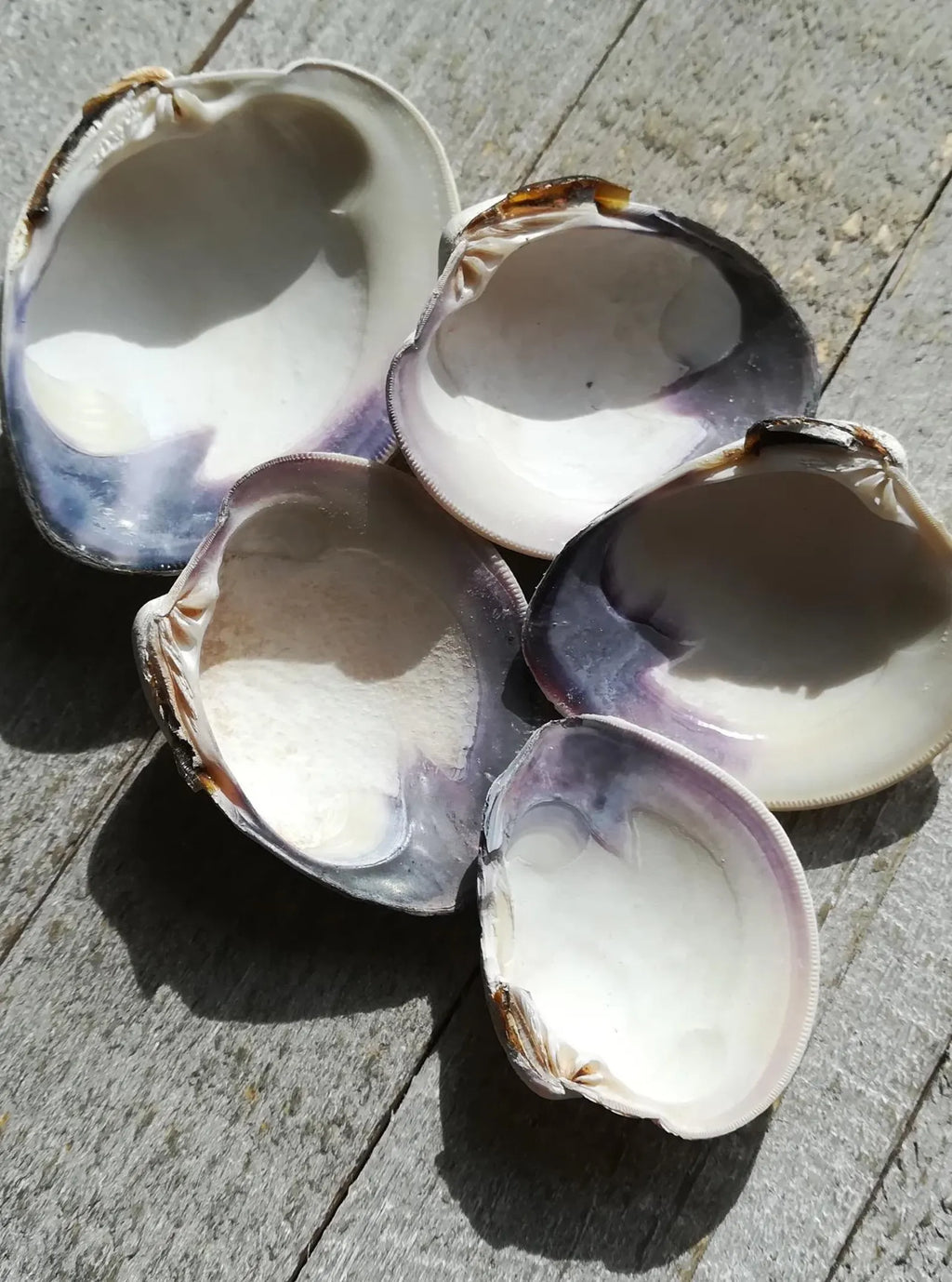 LARGE CLAM SHELL for craft. Christmas craft activity. Wedding favor Diy.