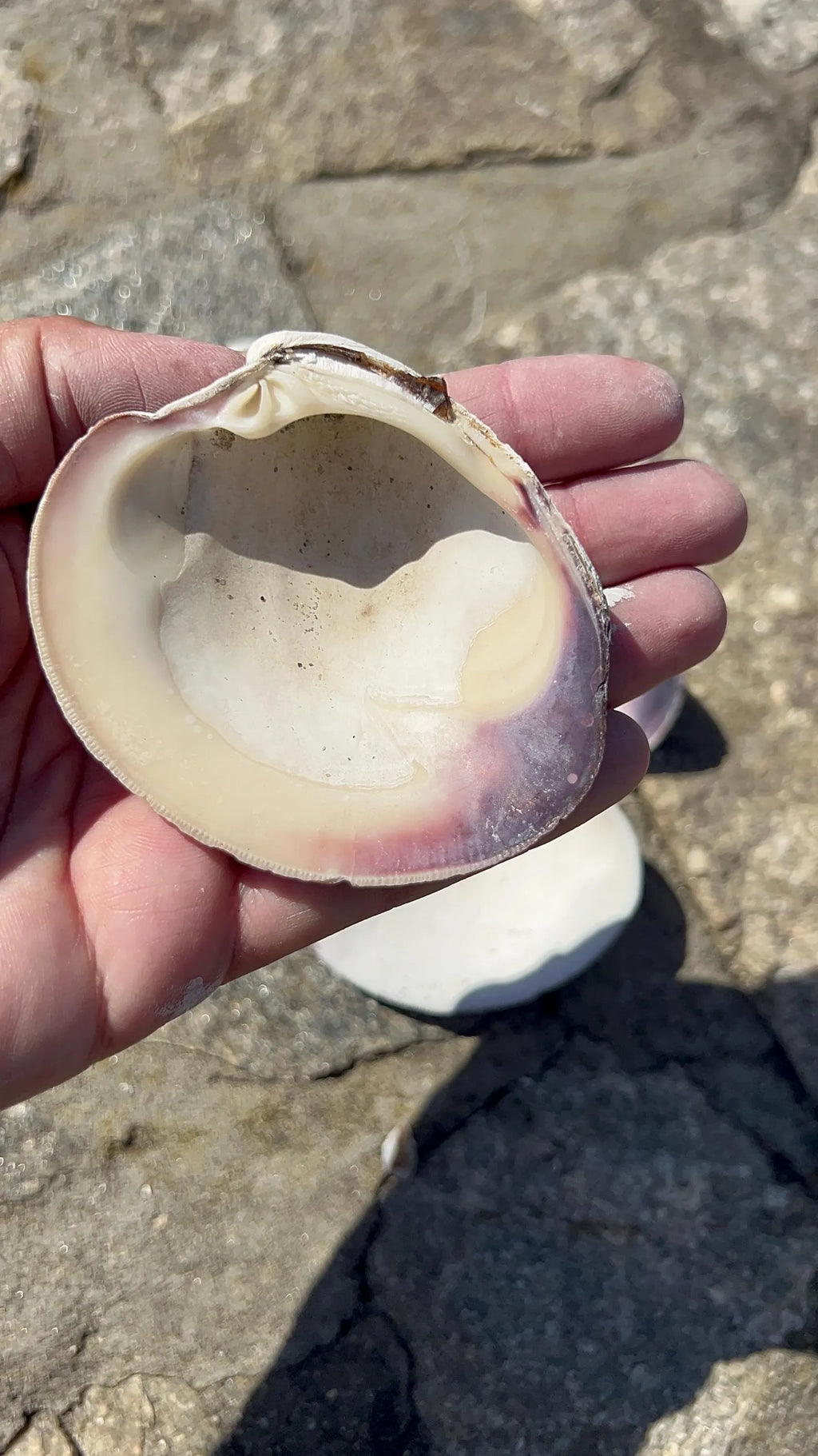 LARGE CLAM SHELL for craft. Christmas craft activity. Wedding favor Diy.