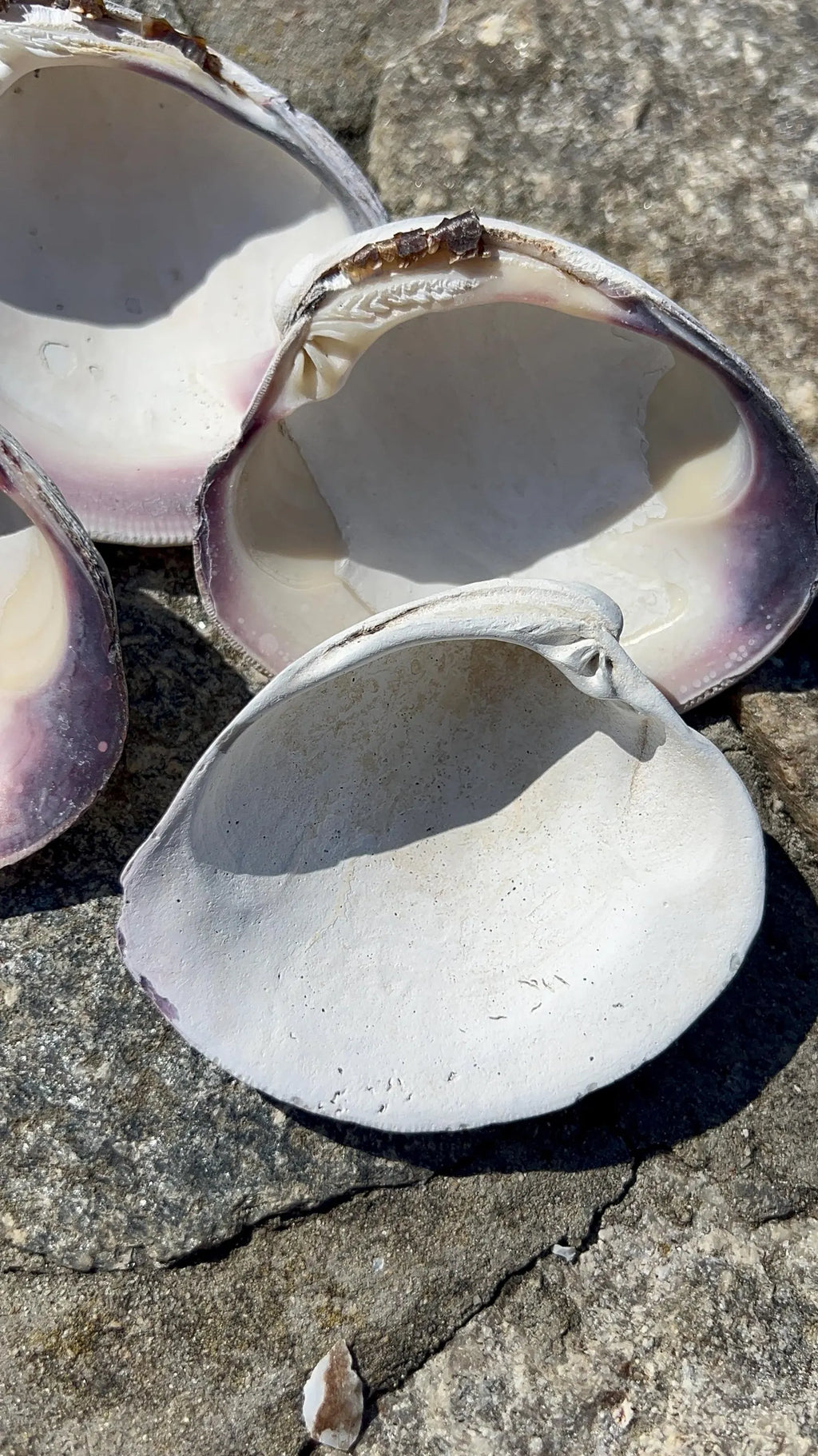 LARGE CLAM SHELL for craft. Christmas craft activity. Wedding favor Diy.