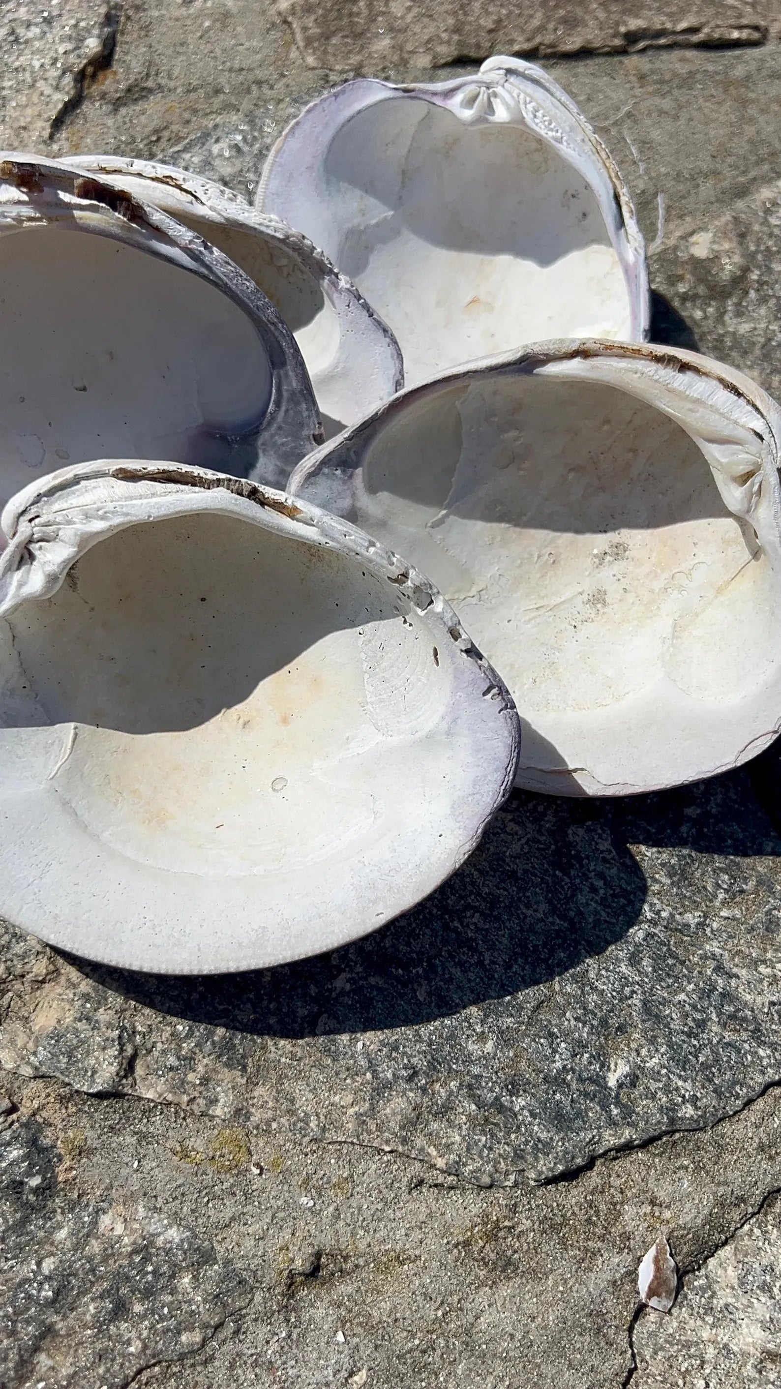 LARGE CLAM SHELL for craft. Christmas craft activity. Wedding favor Diy.