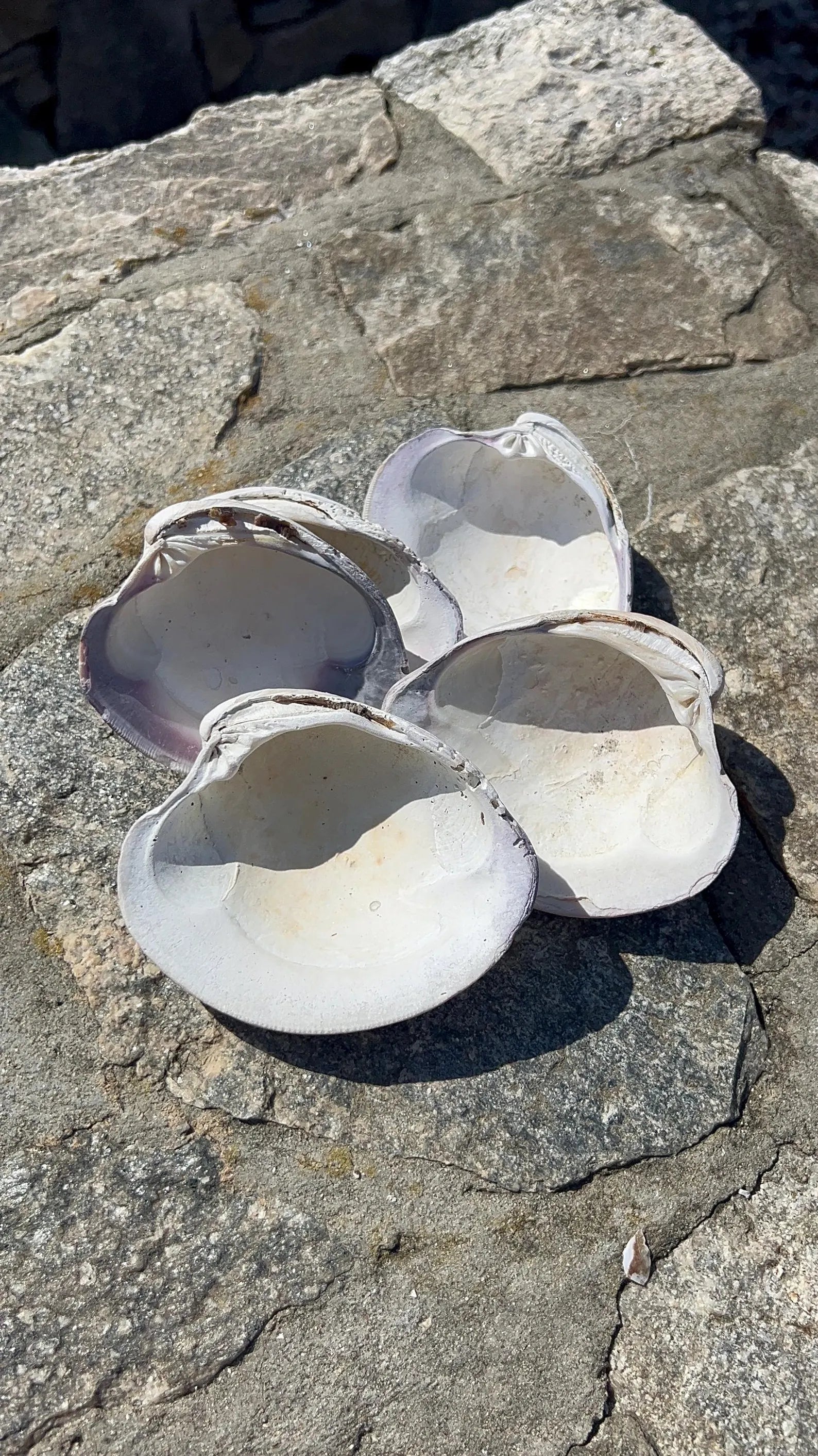 LARGE CLAM SHELL for craft. Christmas craft activity. Wedding favor Diy.