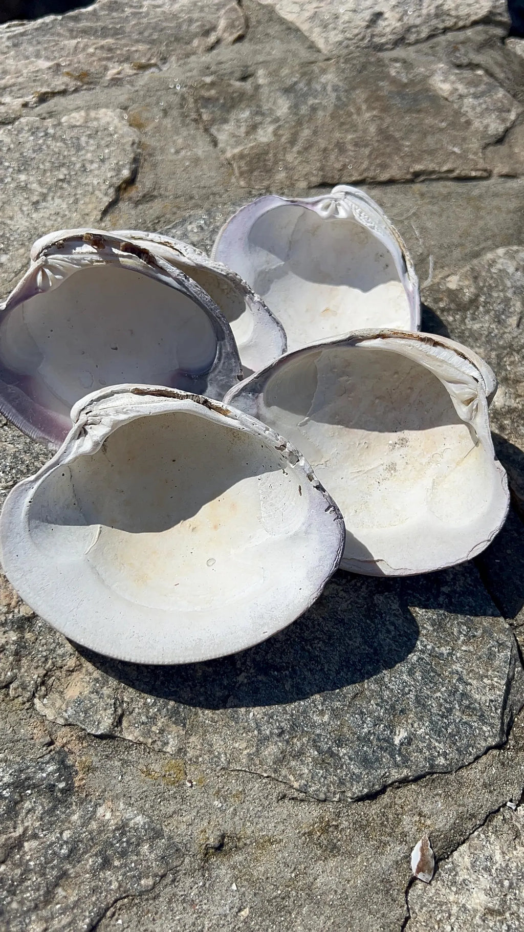 LARGE CLAM SHELL for craft. Christmas craft activity. Wedding favor Diy.