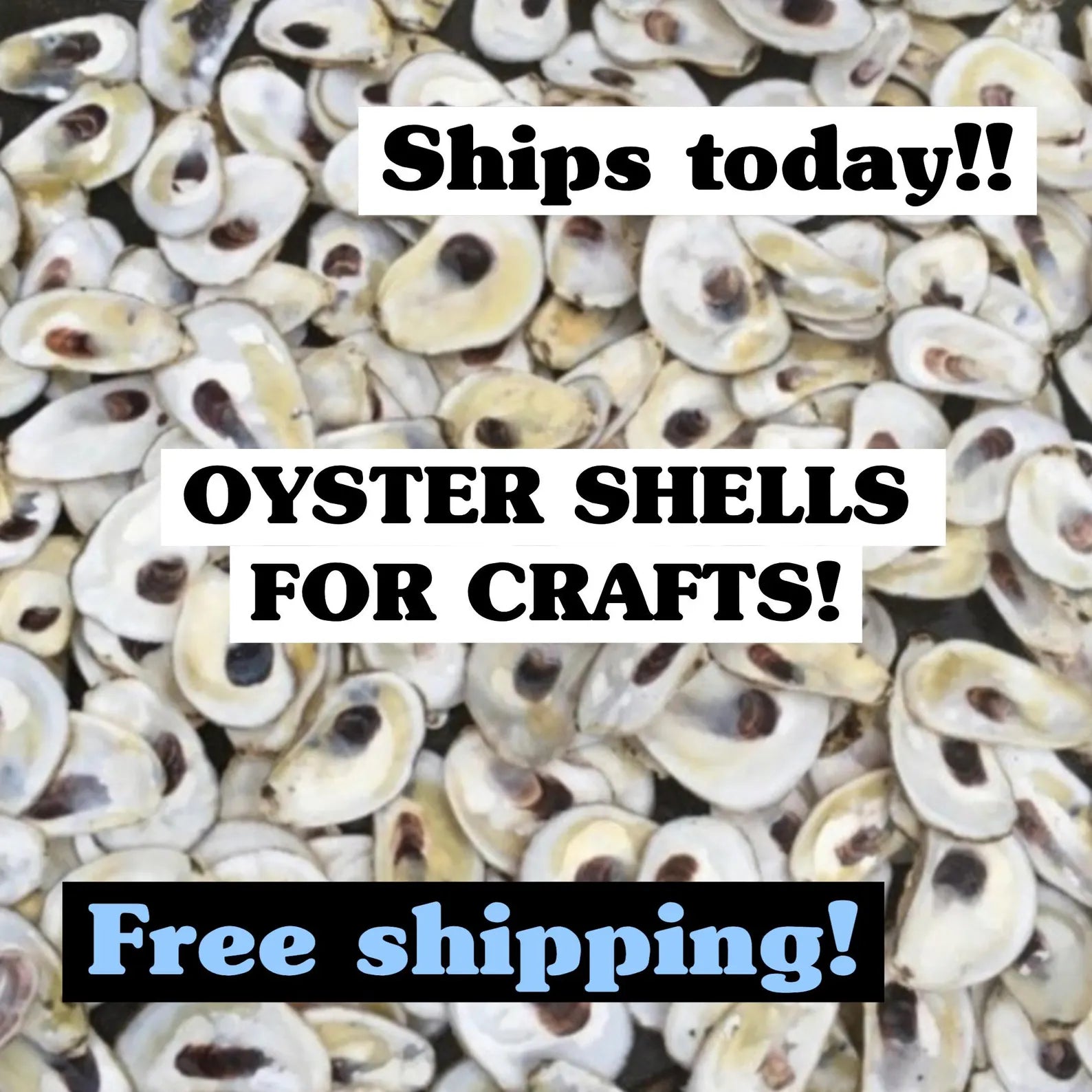OYSTER SHELLS for Crafts. Shell ornament DIY.