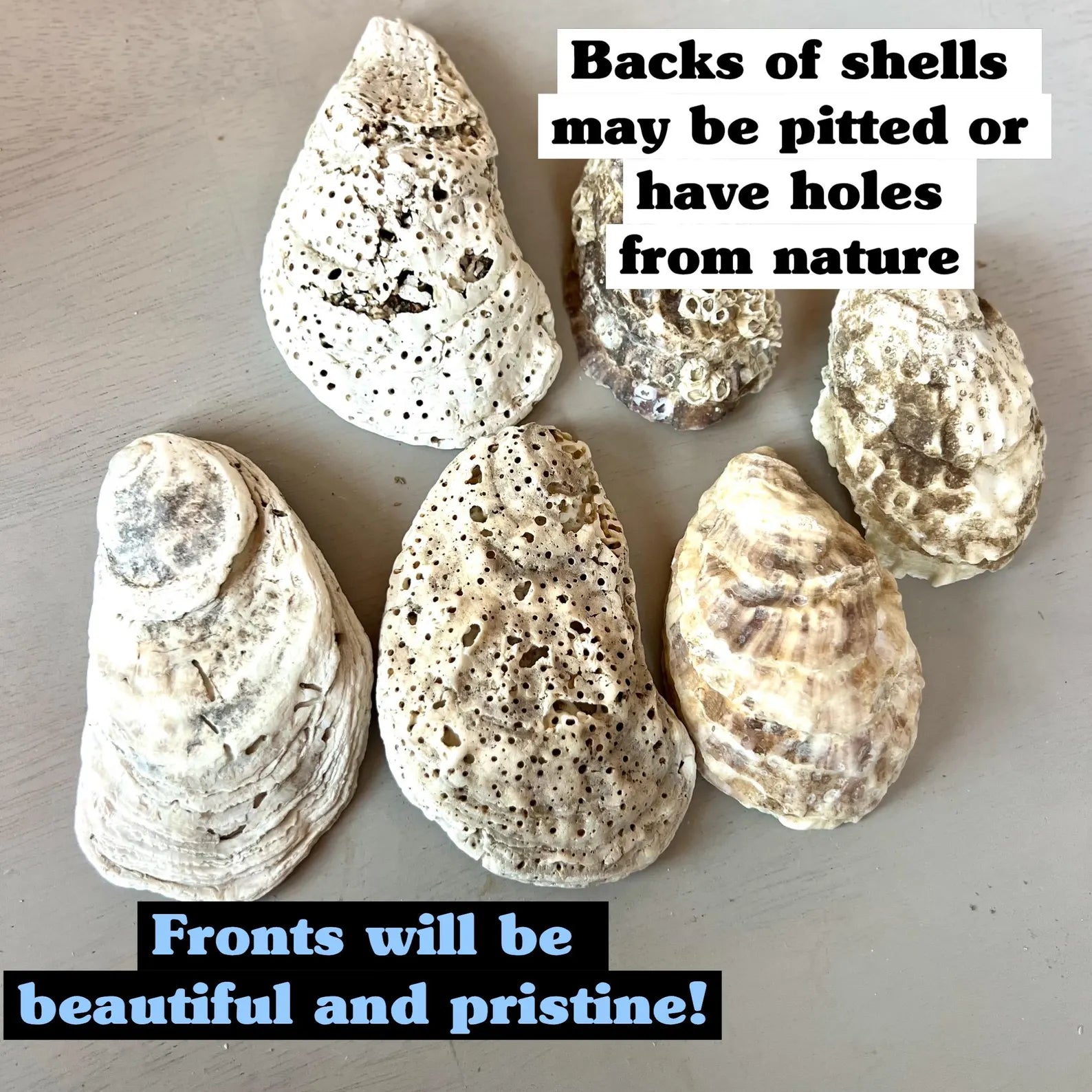 OYSTER SHELLS for Crafts. Shell ornament DIY.