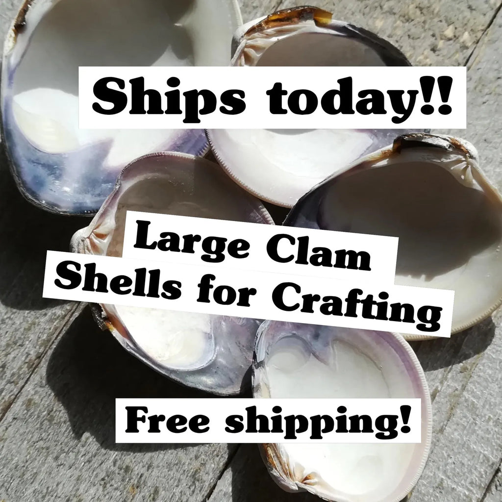 LARGE CLAM SHELL for craft. Christmas craft activity. Wedding favor Diy.