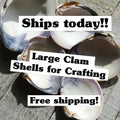 LARGE CLAM SHELL for craft. Christmas craft activity. Wedding favor Diy.