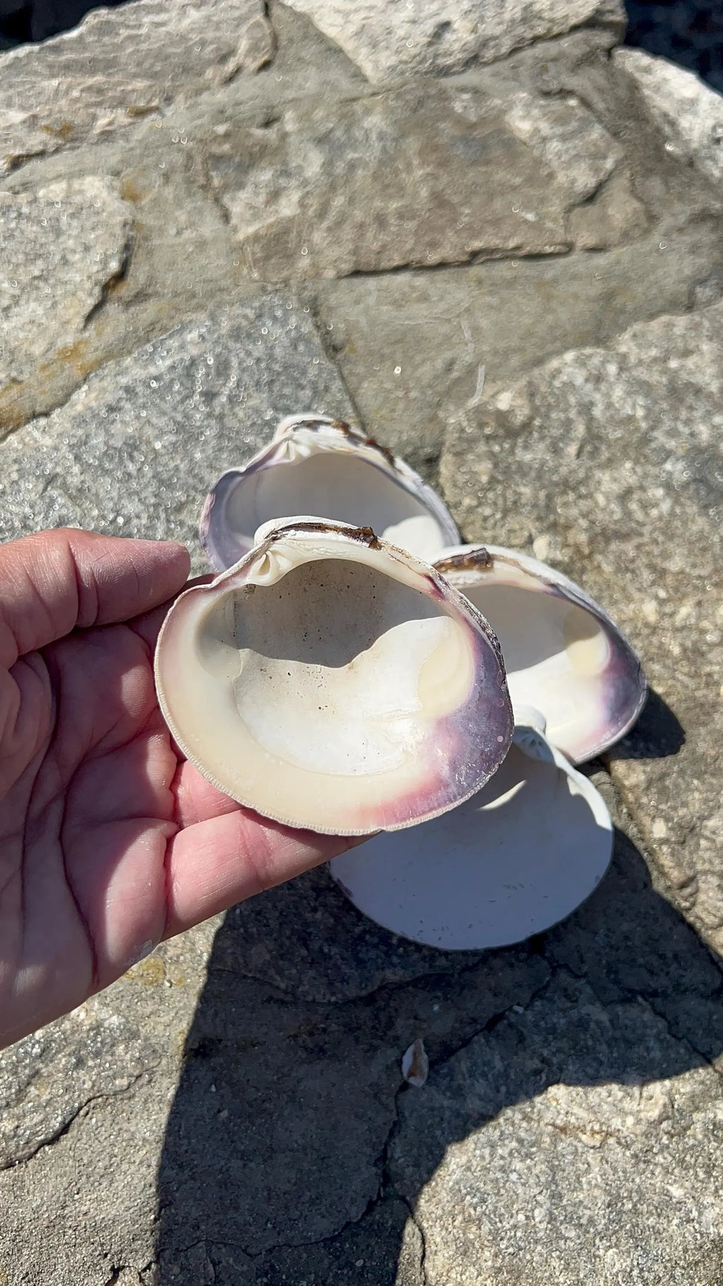 LARGE CLAM SHELL for craft. Christmas craft activity. Wedding favor Diy.