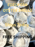 EUROPEAN OYSTER SHELL for Craft Decoupage