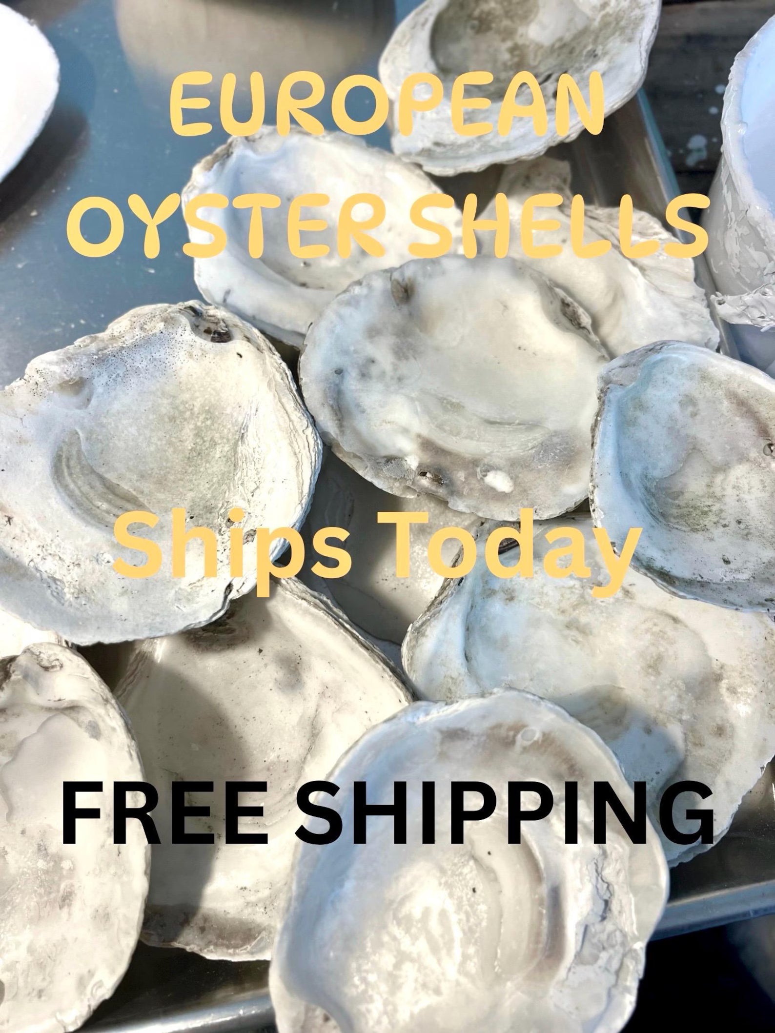 EUROPEAN OYSTER SHELL for Craft Decoupage