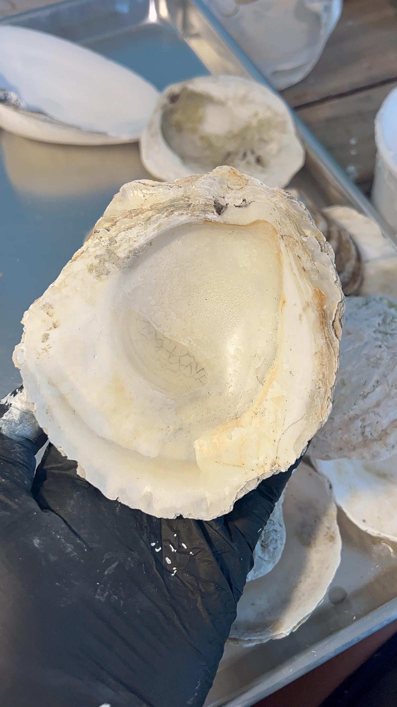 EUROPEAN OYSTER SHELL for Craft Decoupage