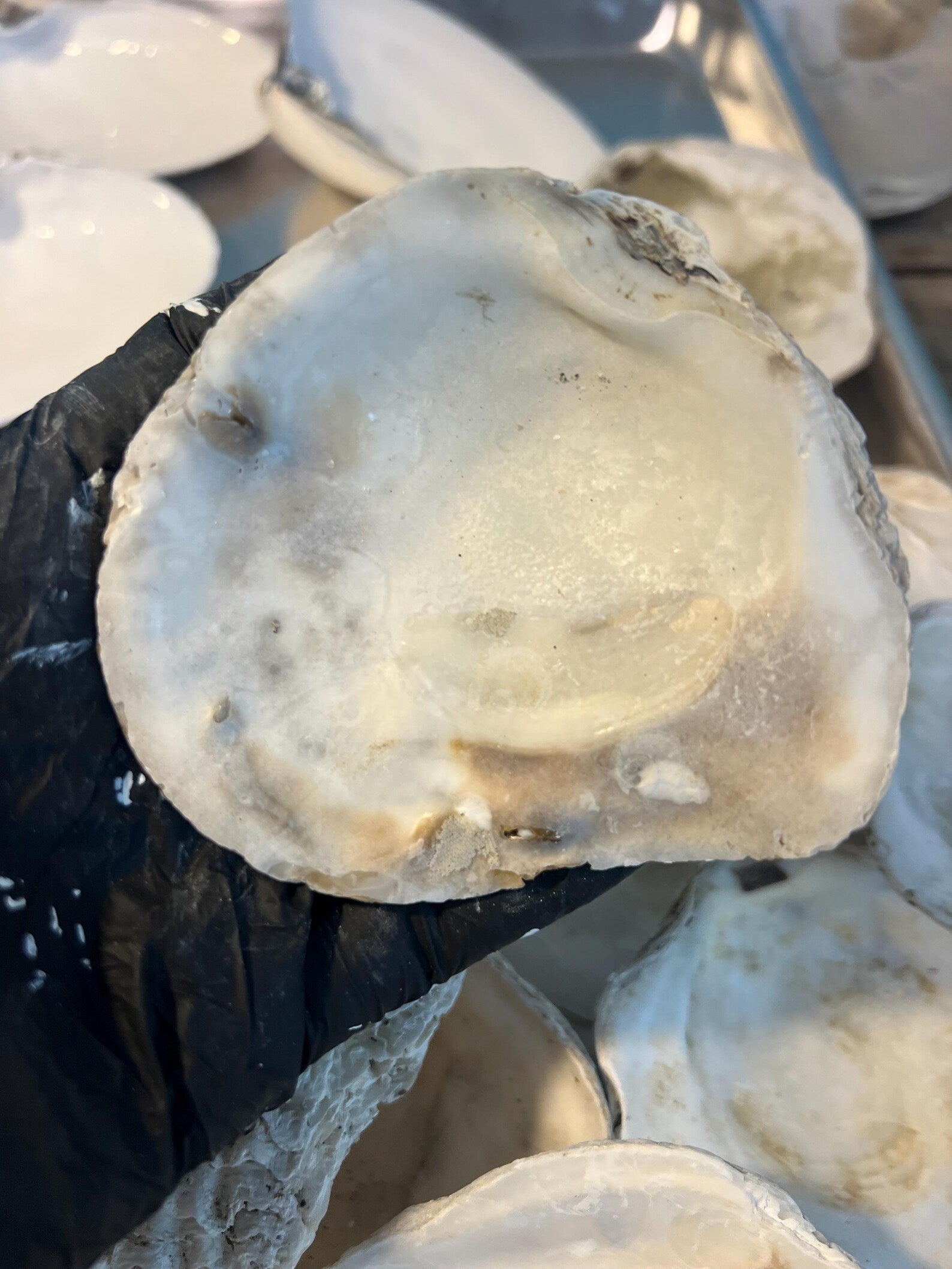 EUROPEAN OYSTER SHELL for Craft Decoupage
