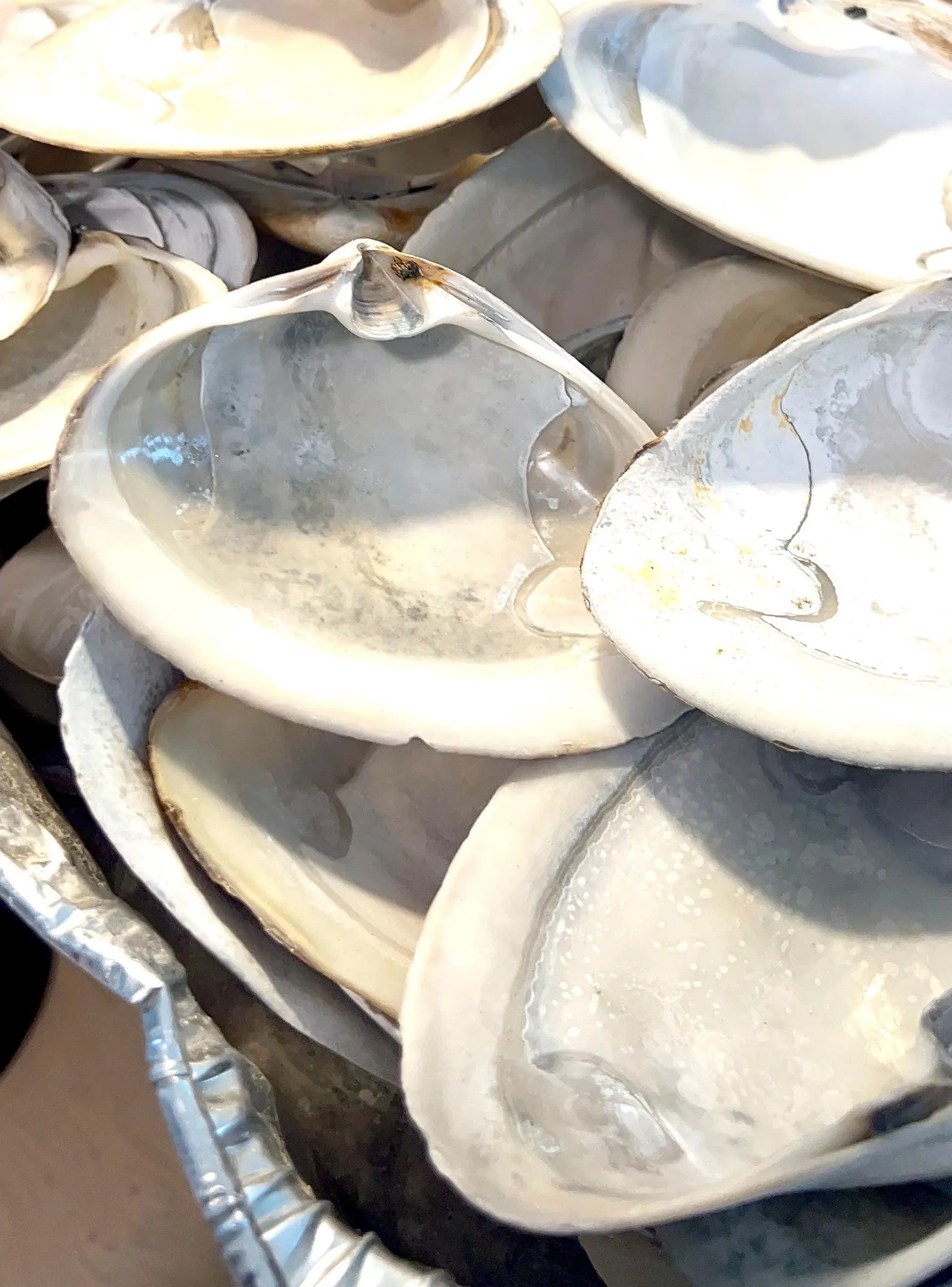 LARGE SURF CLAM shell craft activity