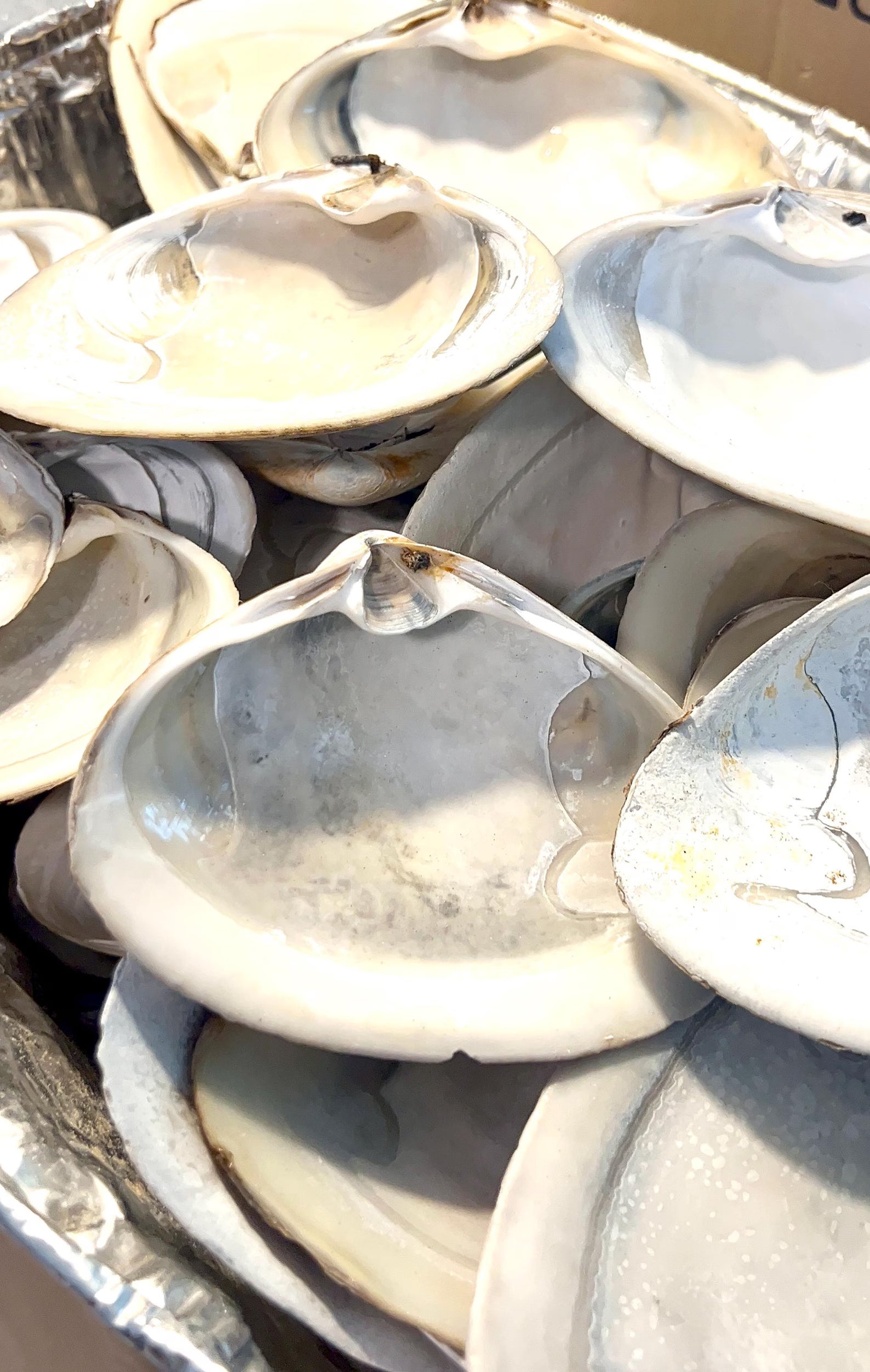 JUMBO CLAM SHELL set of 10, 5-6” large clam shells for craft activity