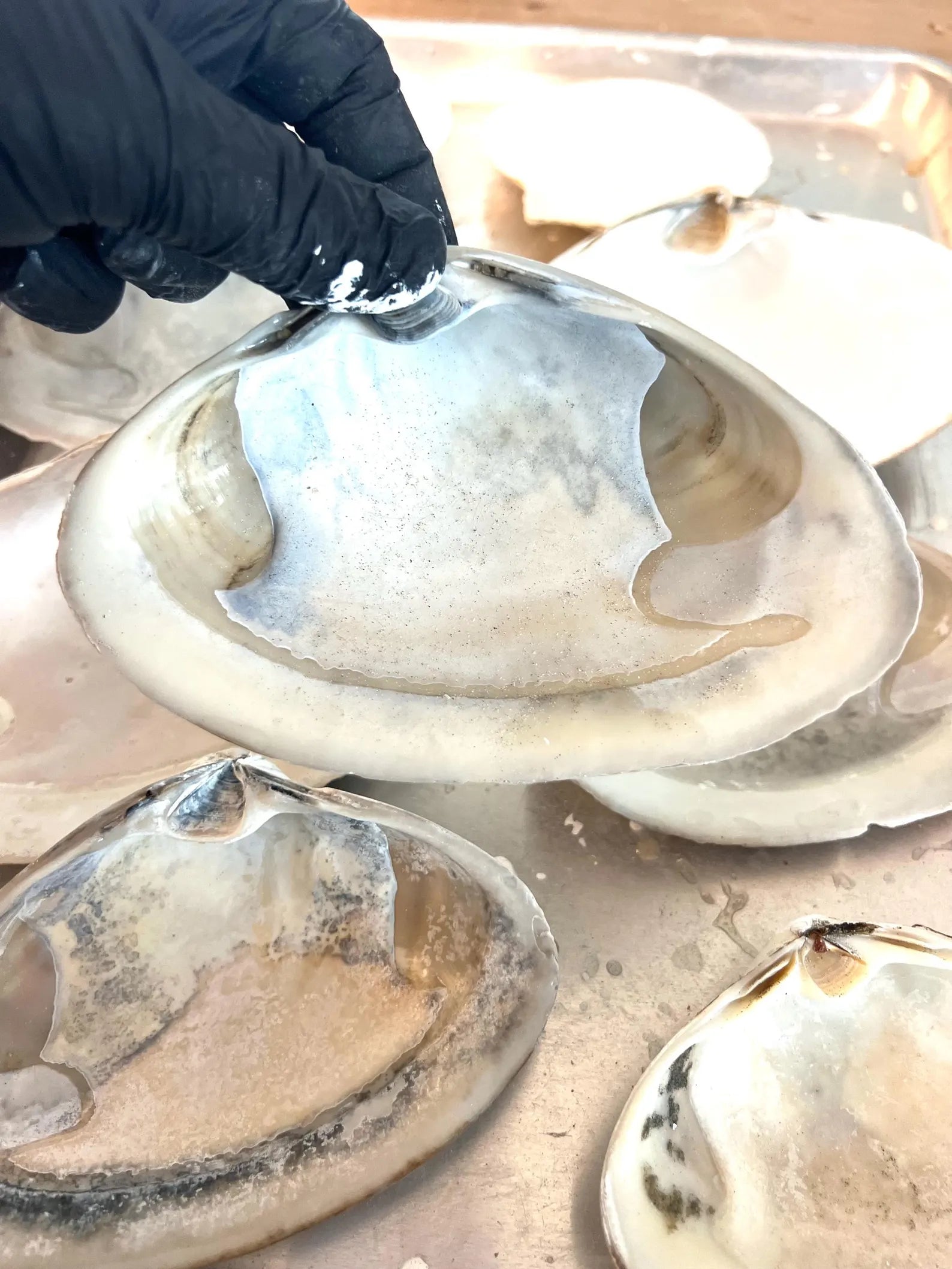 LARGE SURF CLAM shell craft activity