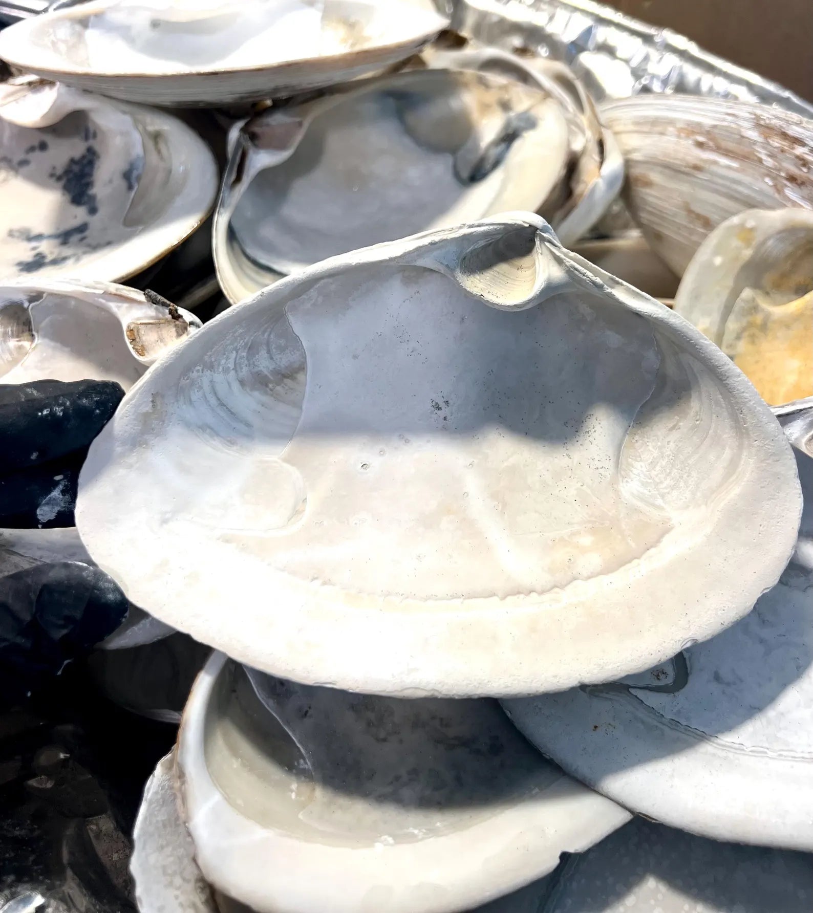 LARGE SURF CLAM shell craft activity