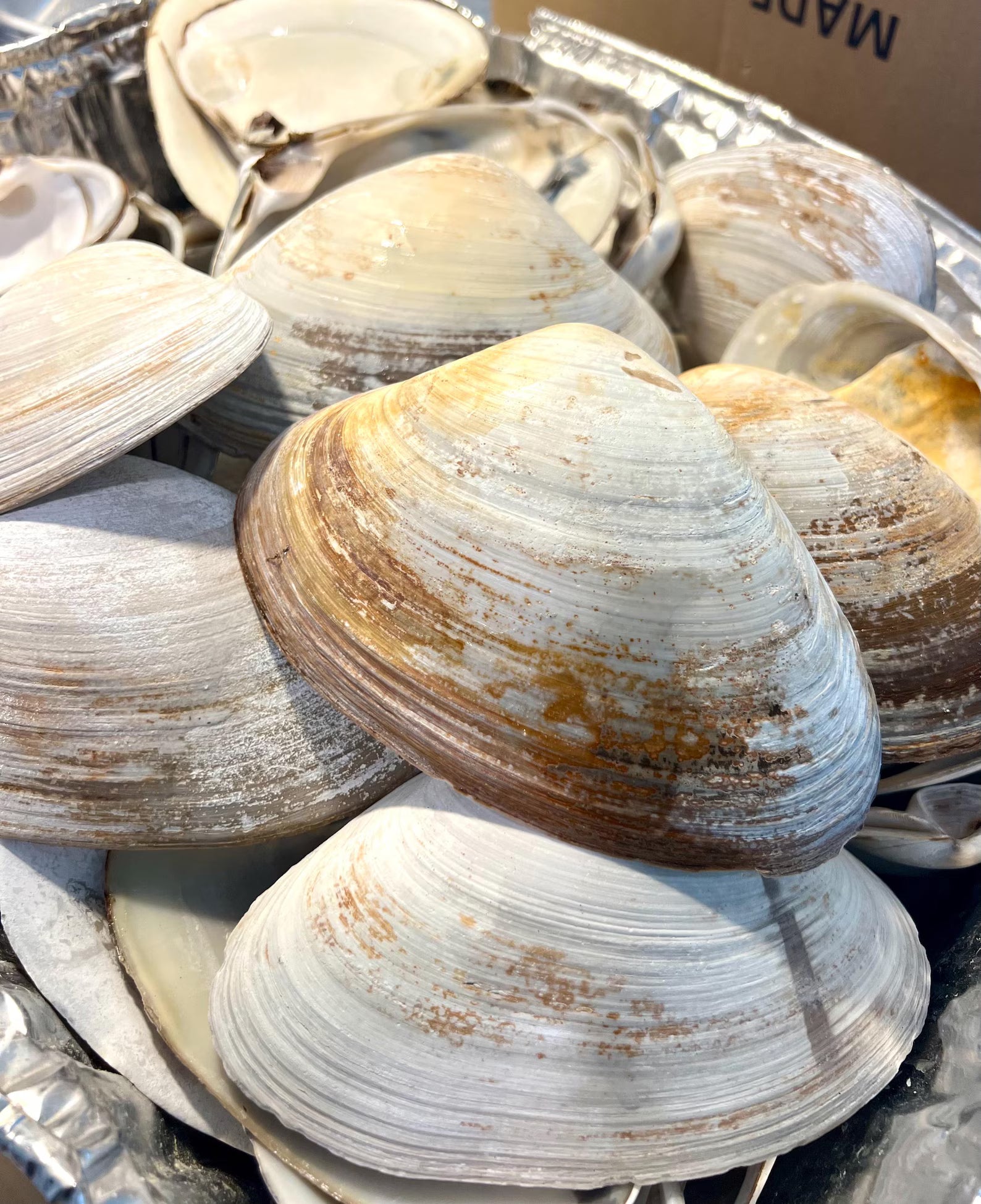 JUMBO CLAM SHELL set of 10, 5-6” large clam shells for craft activity