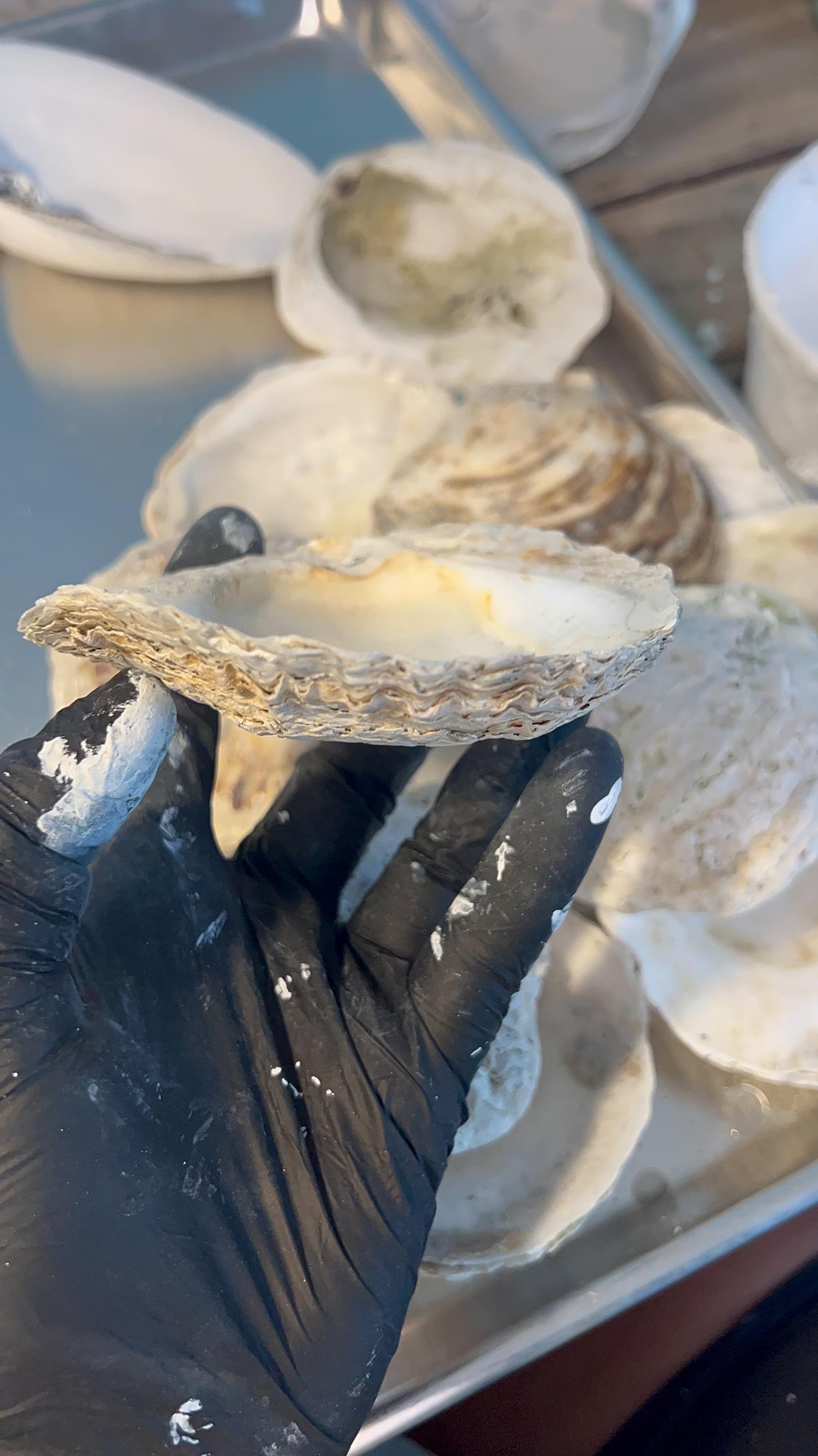 EUROPEAN OYSTER SHELL for Craft Decoupage