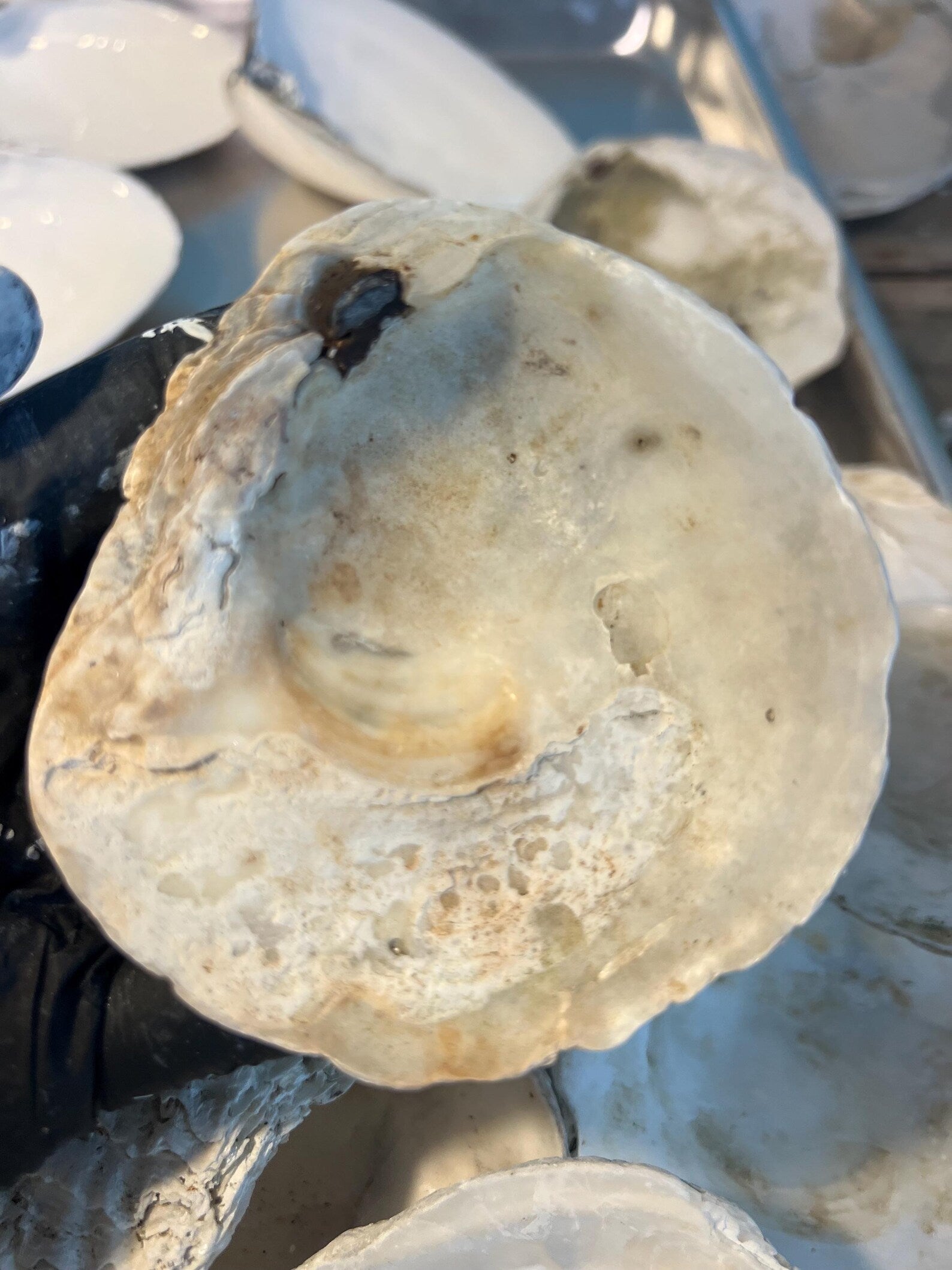 EUROPEAN OYSTER SHELL for Craft Decoupage