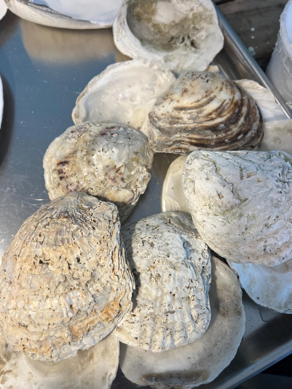 EUROPEAN OYSTER SHELL for Craft Decoupage