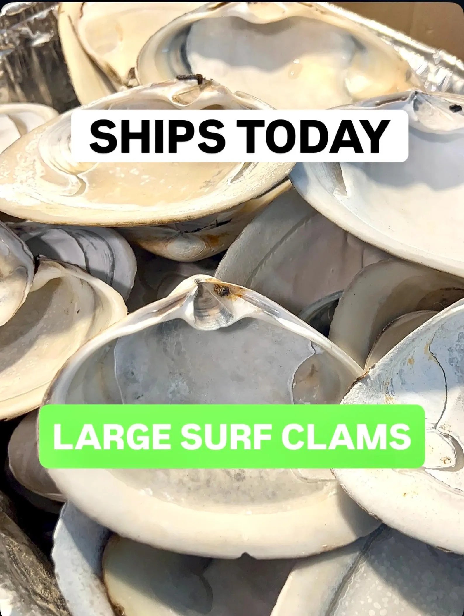 LARGE SURF CLAM shell craft activity