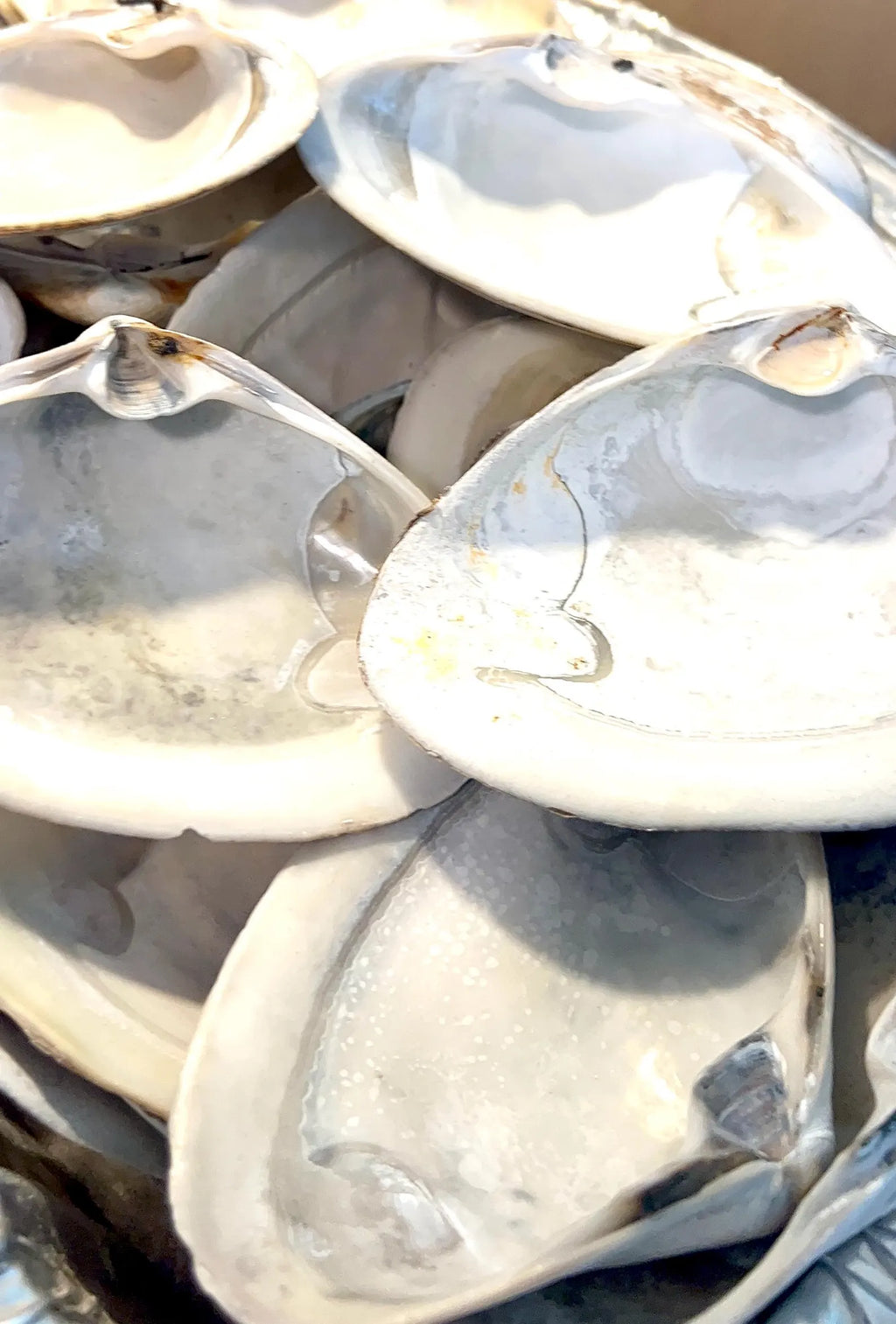LARGE SURF CLAM shell craft activity