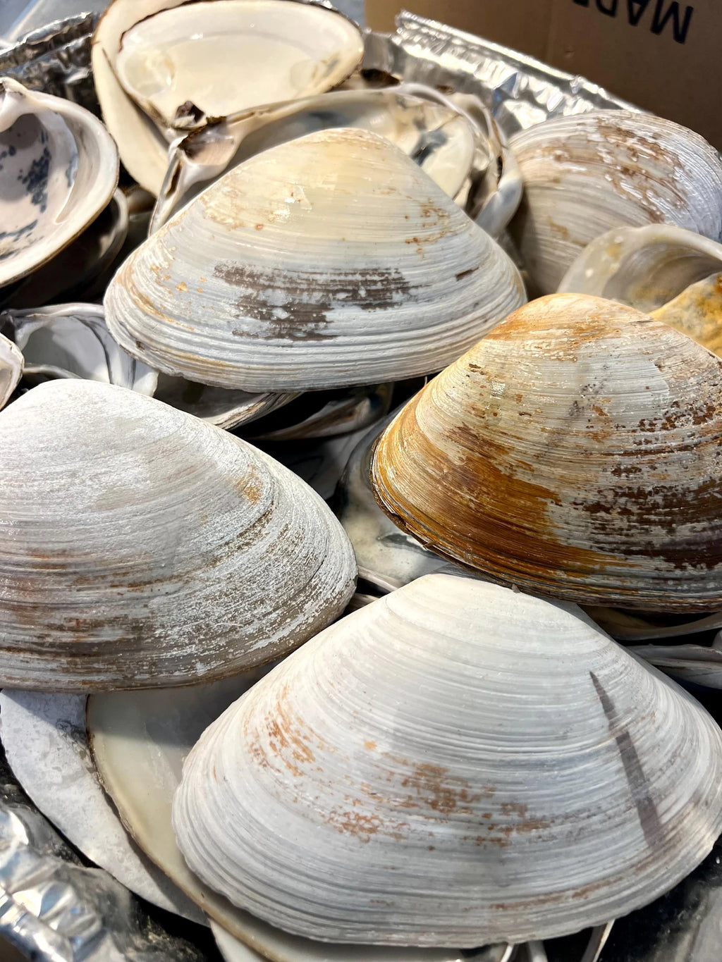 JUMBO CLAM SHELL set of 10, 5-6” large clam shells for craft activity
