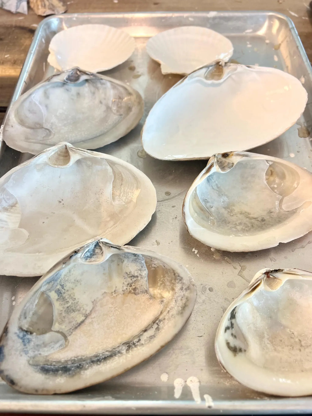 LARGE SURF CLAM shell craft activity