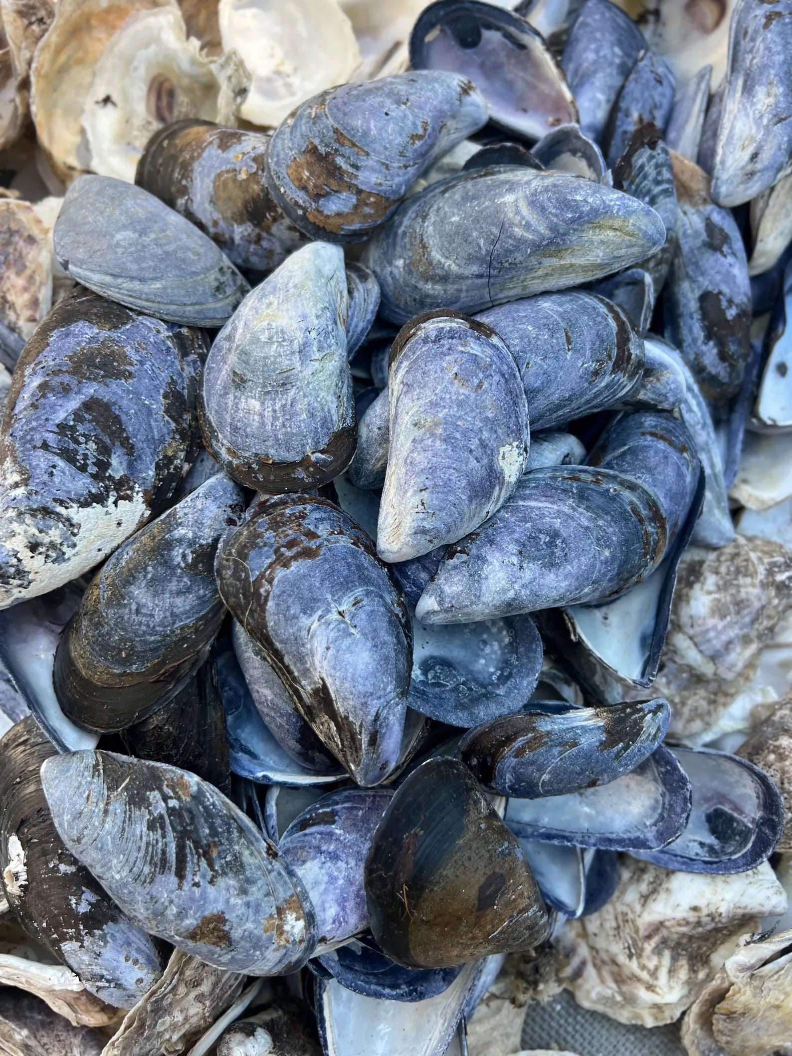 Mussel shell bulk, mussel shell for crafting