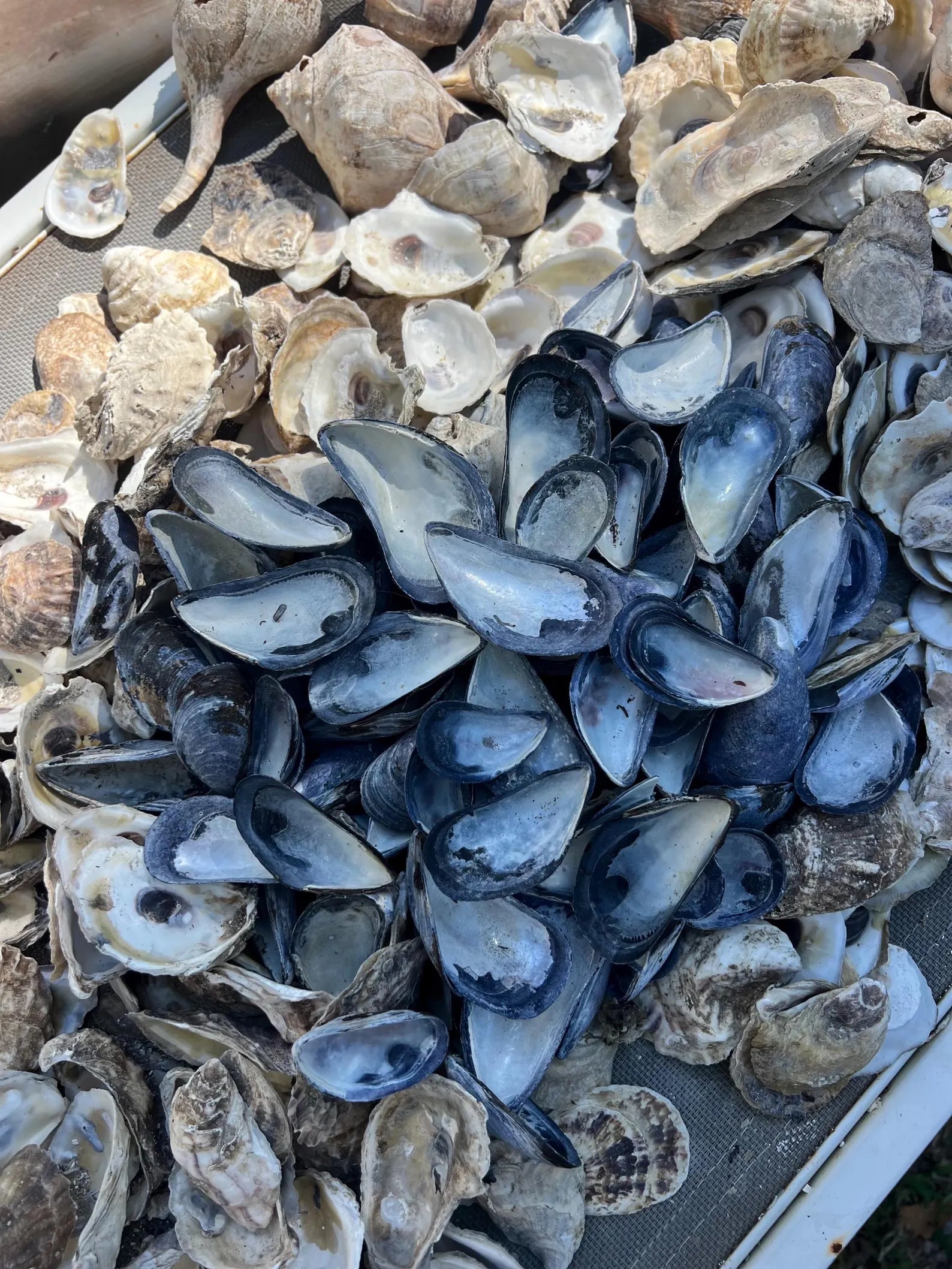 Mussel shell bulk, mussel shell for crafting