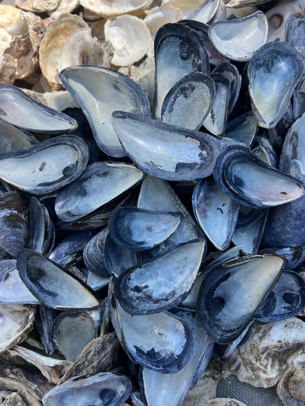 Mussel shell bulk, mussel shell for crafting