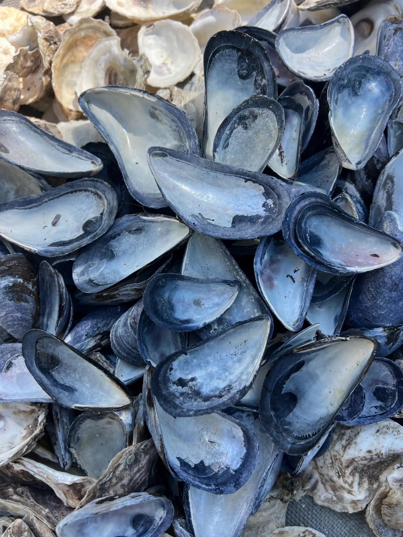 Mussel shell bulk, mussel shell for crafting