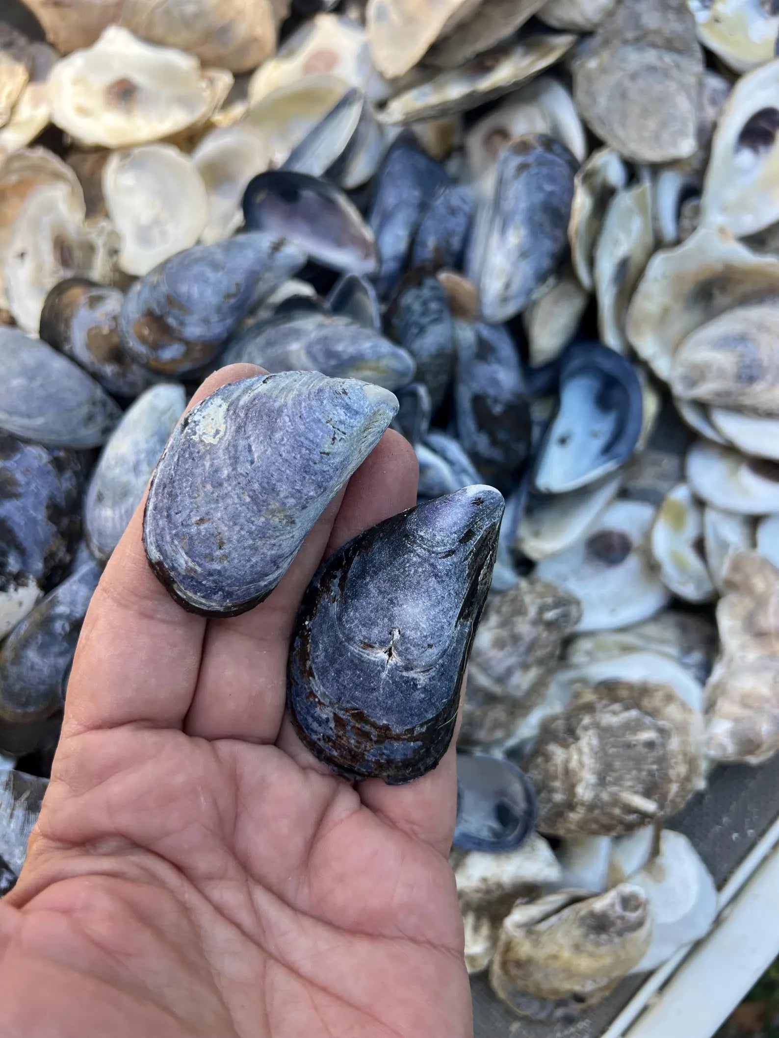 Mussel shell bulk, mussel shell for crafting
