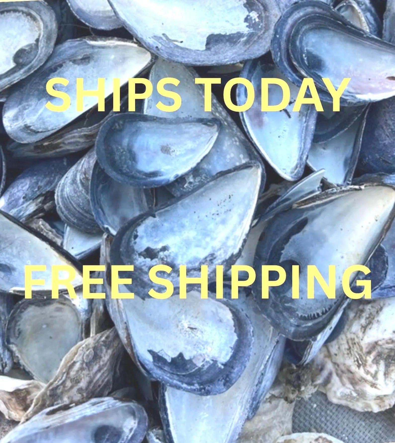 Mussel shell bulk, mussel shell for crafting