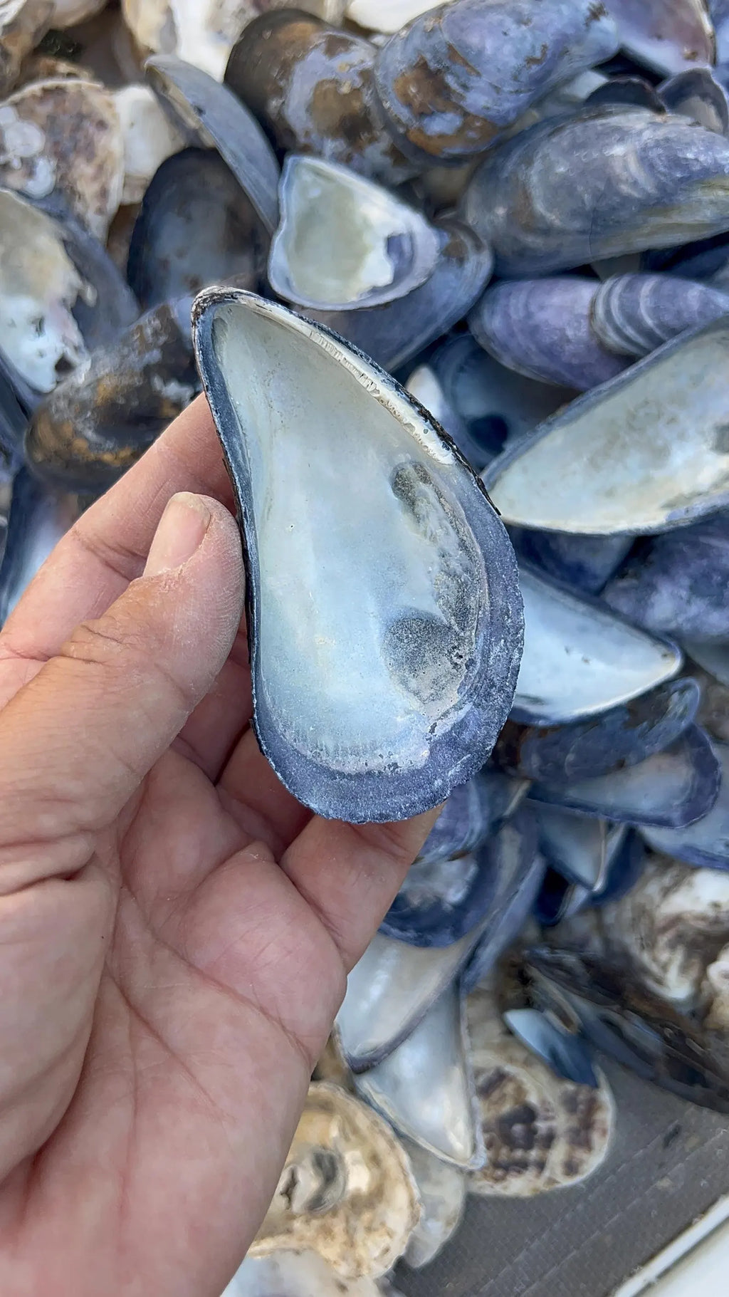 Mussel shell bulk, mussel shell for crafting