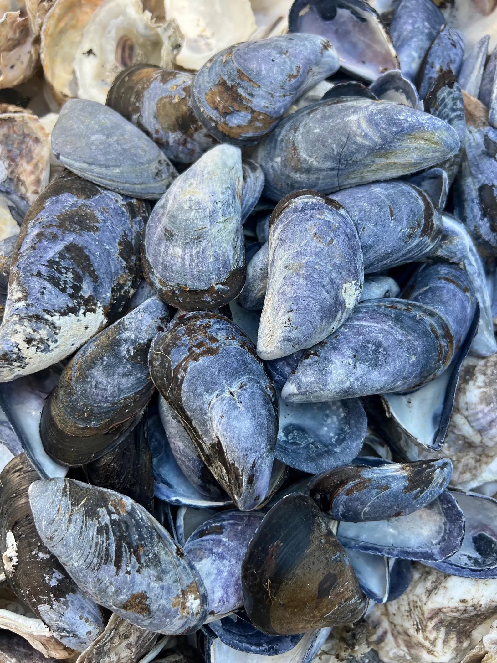 Mussel shell bulk, mussel shell for crafting