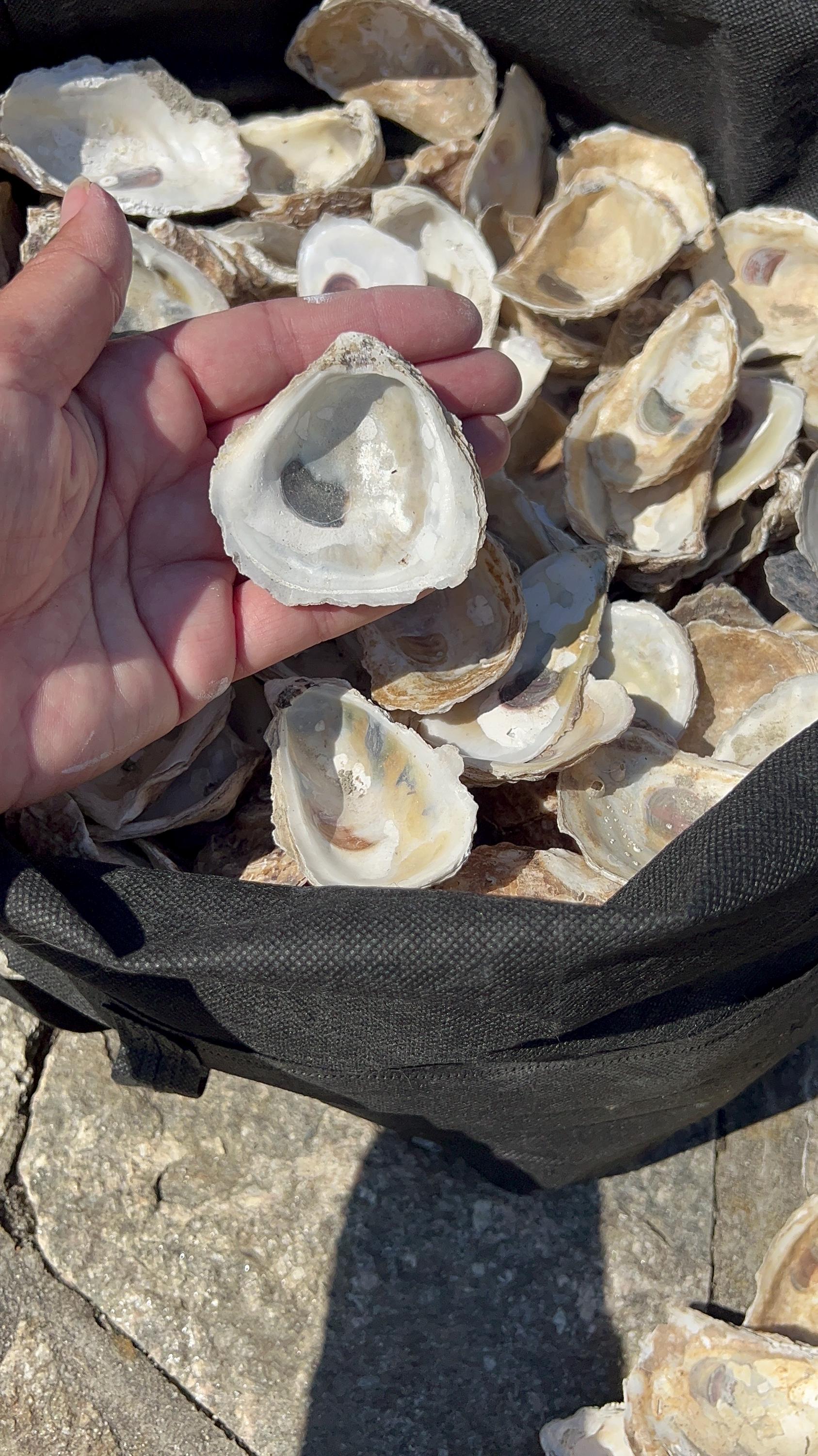 Craft Oyster Shells|Small 1-2 inch|Wedding favor|Shell ornament DIY|DIY shell jewelry|Wedding place card|Bridal Shower craft|decoupage shell