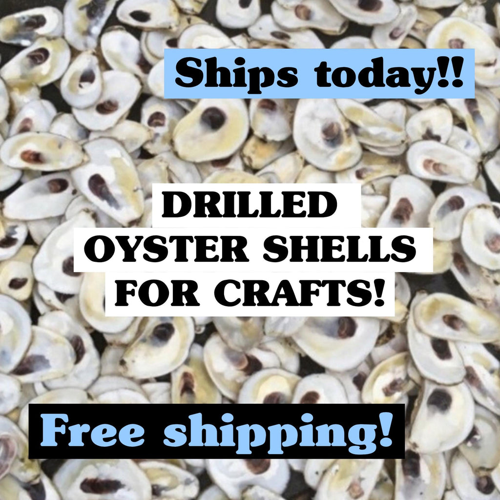 Picture of a pile of clean oyster shells with the words oyster shells for Crafts
