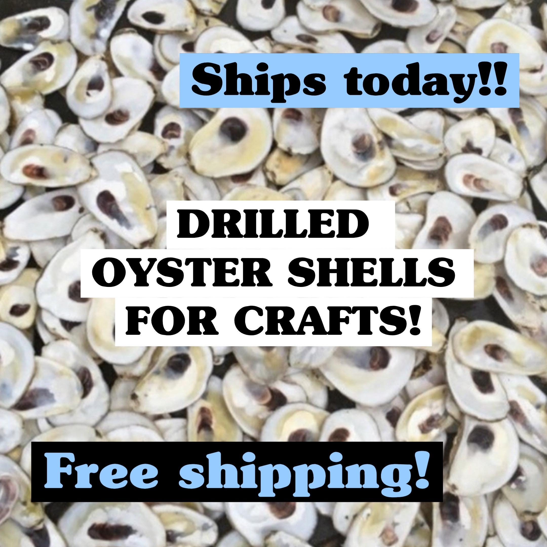 Picture of a pile of clean oyster shells with the words oyster shells for Crafts