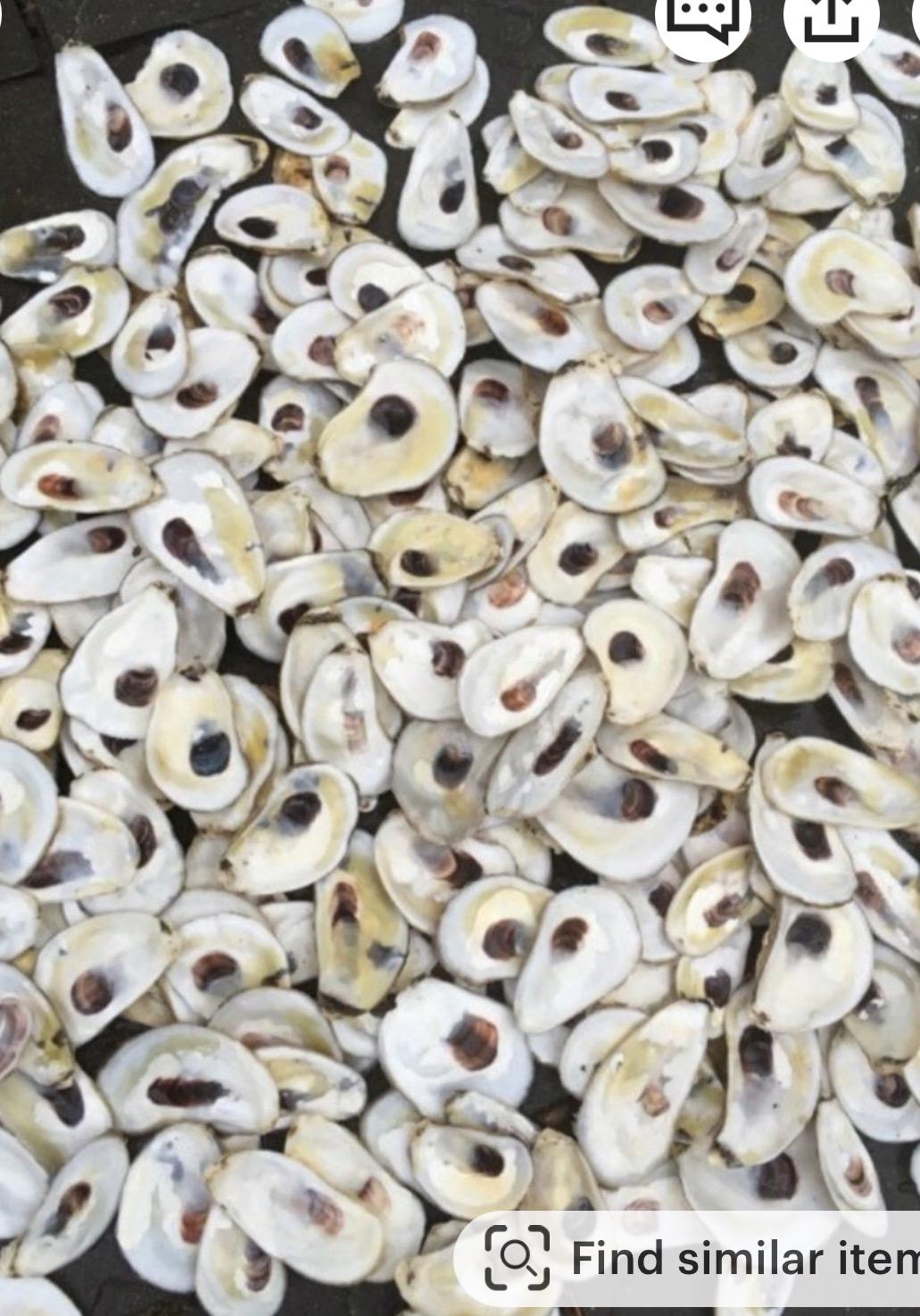 DRILLED OYSTER SHELLS|Christmas craft activity|Wedding craft|Shell ornament|Fall craft|Diy shell jewelry|Bridal Shower craft|decoupage shell