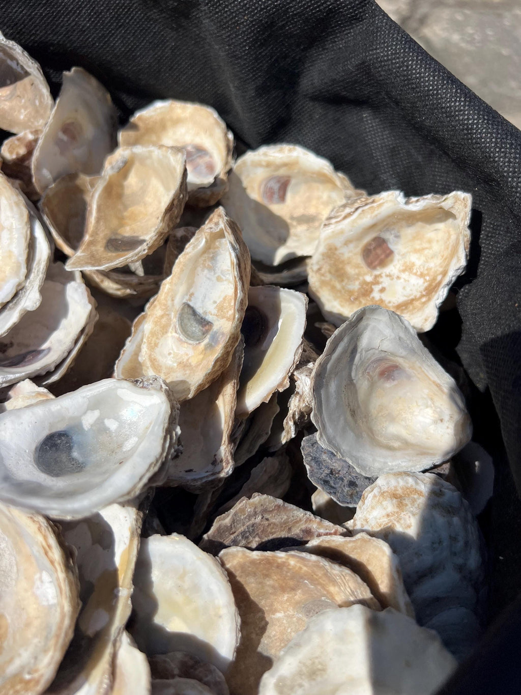 Craft Oyster Shells|Small 1-2 inch|Wedding favor|Shell ornament DIY|DIY shell jewelry|Wedding place card|Bridal Shower craft|decoupage shell