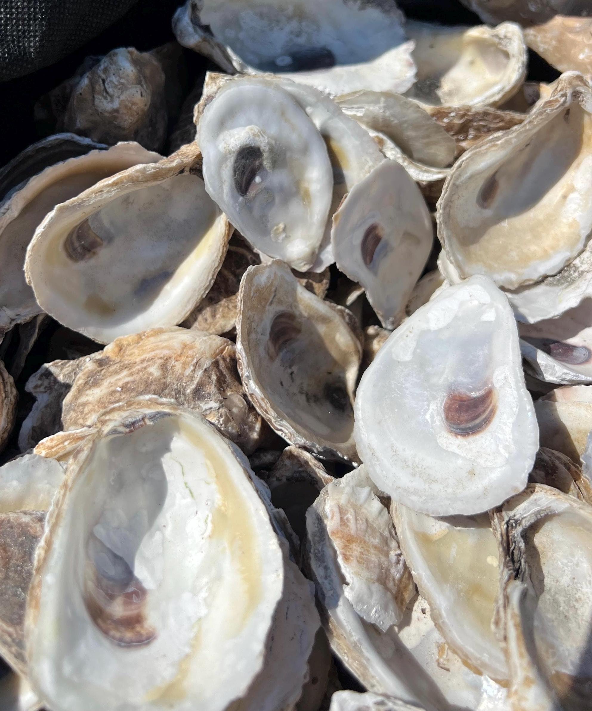 Craft Oyster Shells|Small 1-2 inch|Wedding favor|Shell ornament DIY|DIY shell jewelry|Wedding place card|Bridal Shower craft|decoupage shell