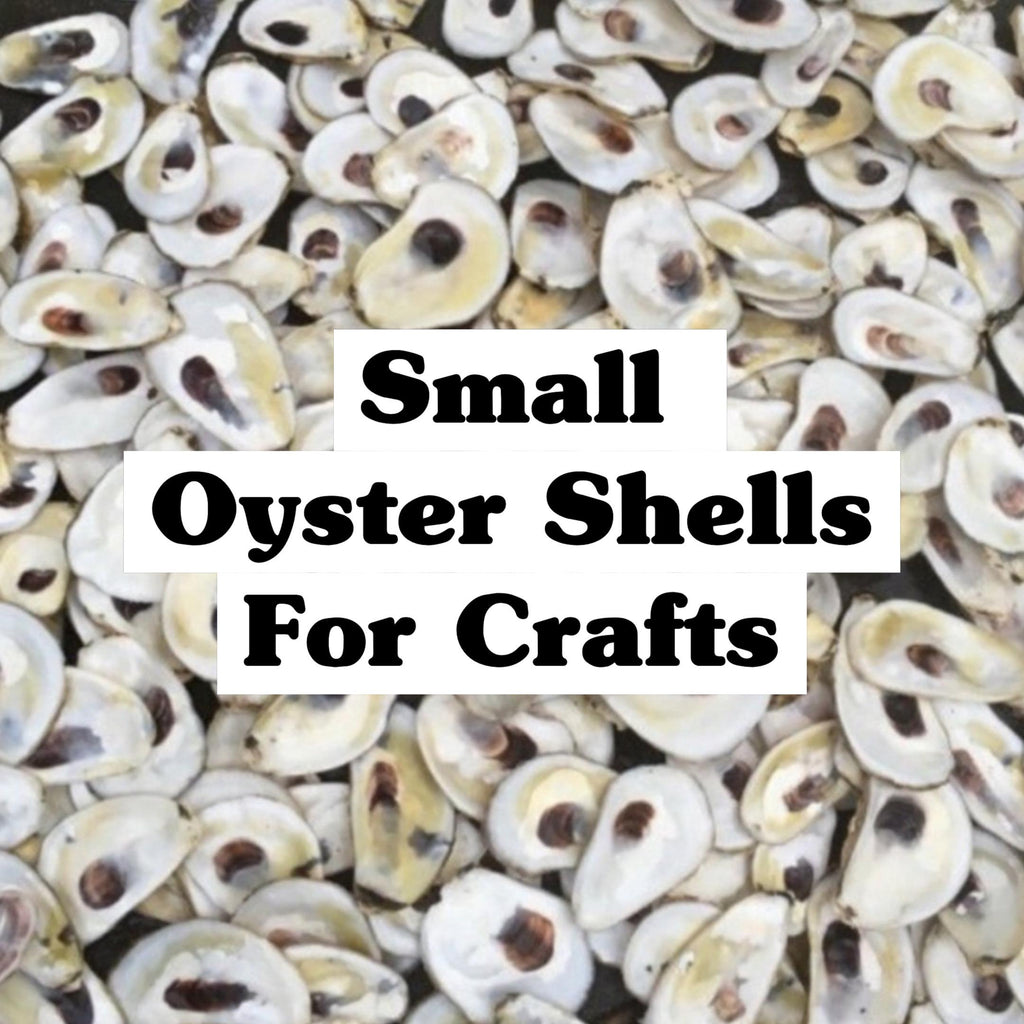 Picture of a pile of clean oyster shelves for crafting and jewelry with the words small oyster shells for crafting superimposed over the picture
