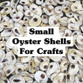 Picture of a pile of clean oyster shelves for crafting and jewelry with the words small oyster shells for crafting superimposed over the picture